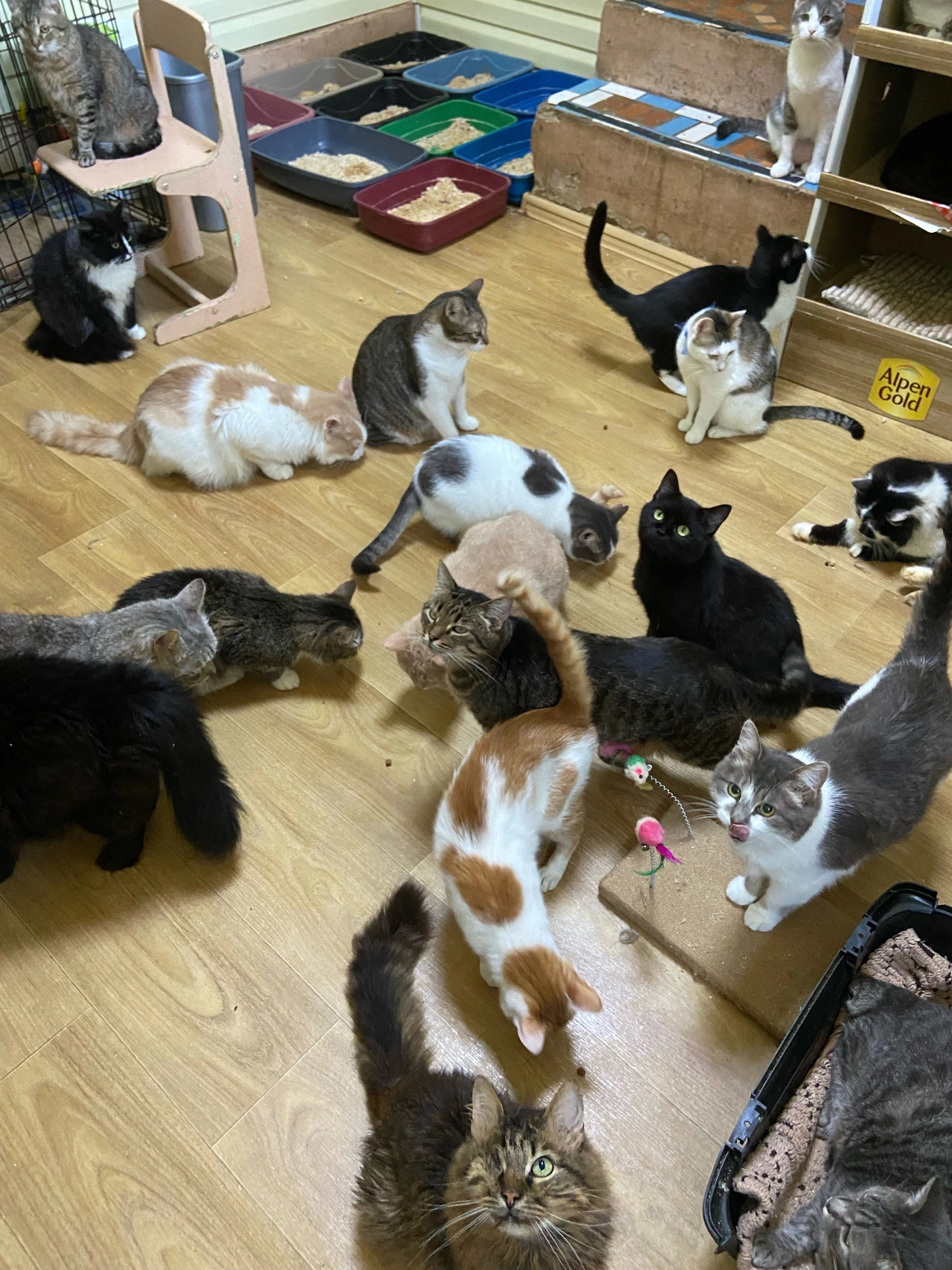 We are asking for cat litter. Help, please, otherwise I have nowhere to write) - My, cat, Animal shelter, Animal Rescue, Charity, Helping animals, Longpost