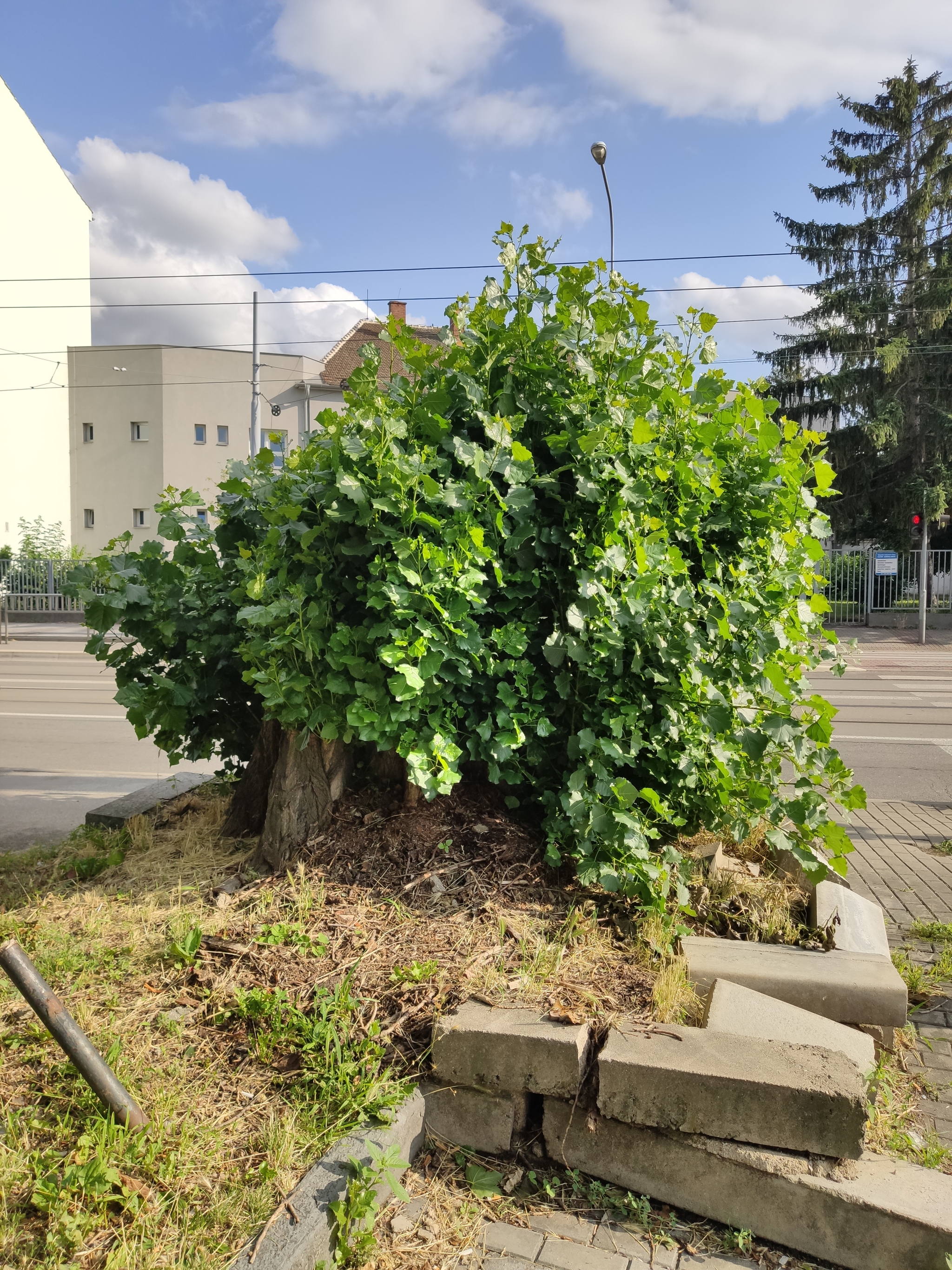 When did you decide to cut down the poplar? - My, Poplar, Tree, Vitality, Longpost, The photo