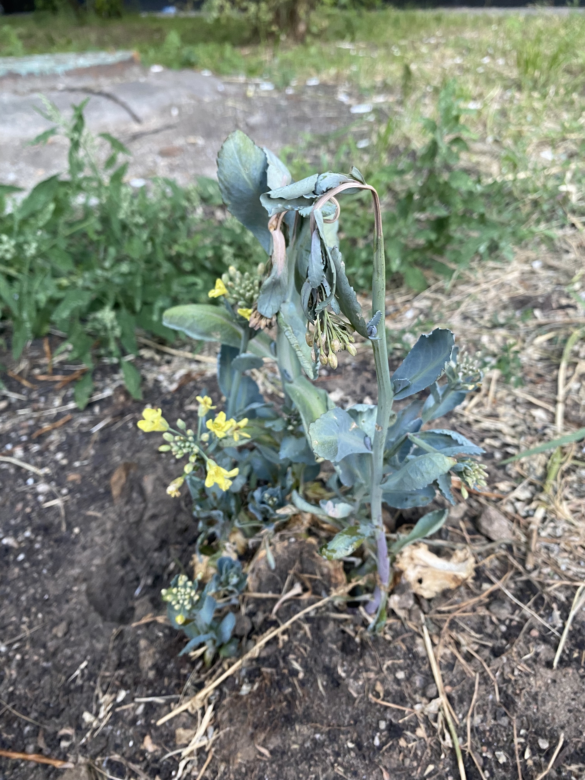 Continuation of the post about the will to live - My, Cabbage, Plants, Flowers