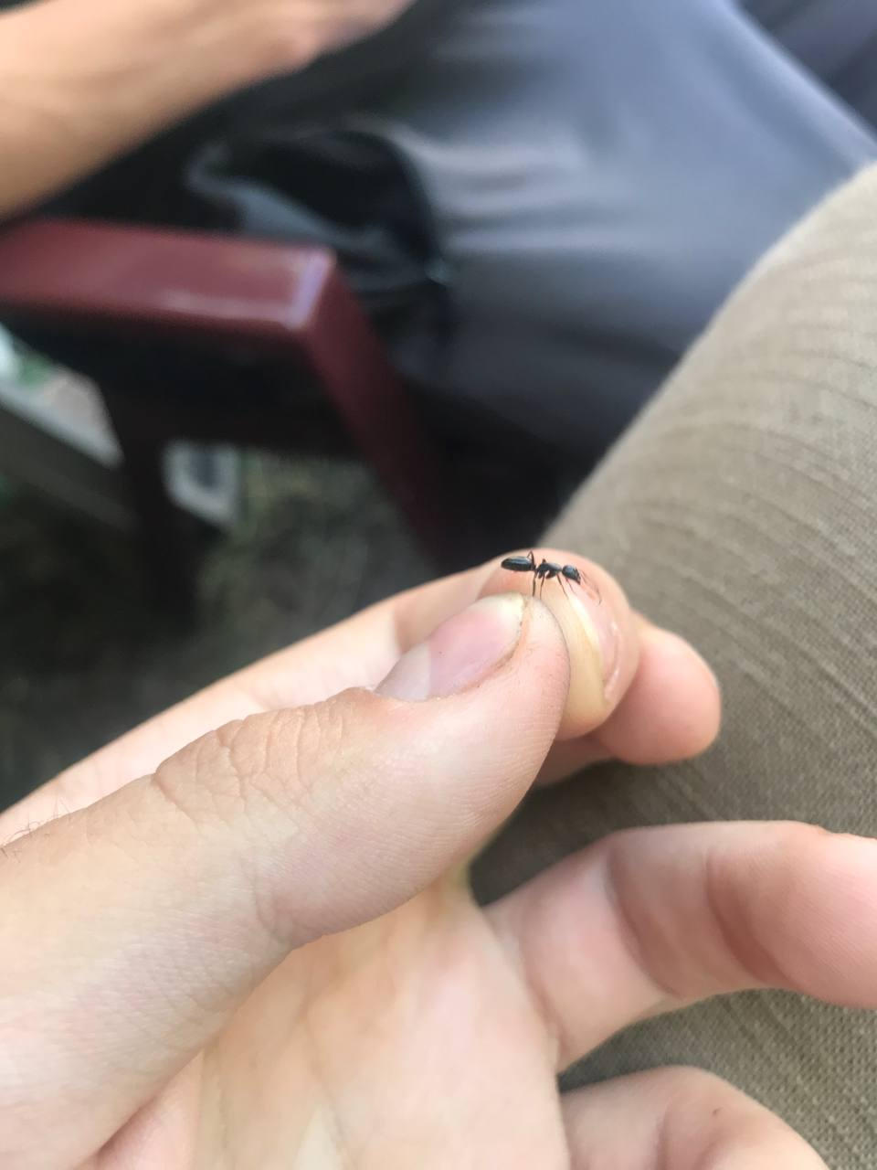 Help me identify the type of ant! - My, Question, Ask Peekaboo, Longpost, Ants