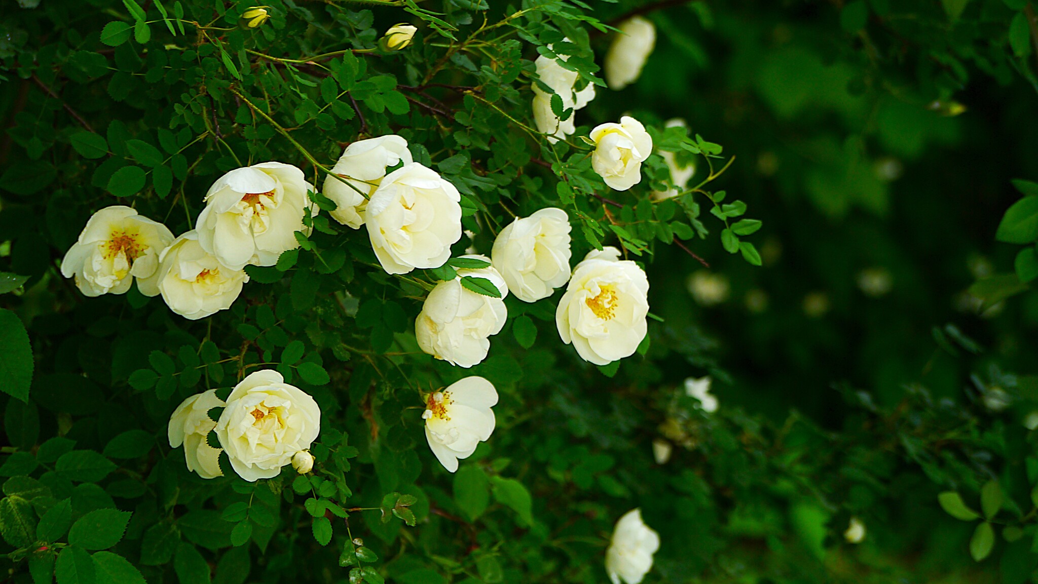 Bloom - My, The photo, Walk, Landscape, Flowers, the Rose