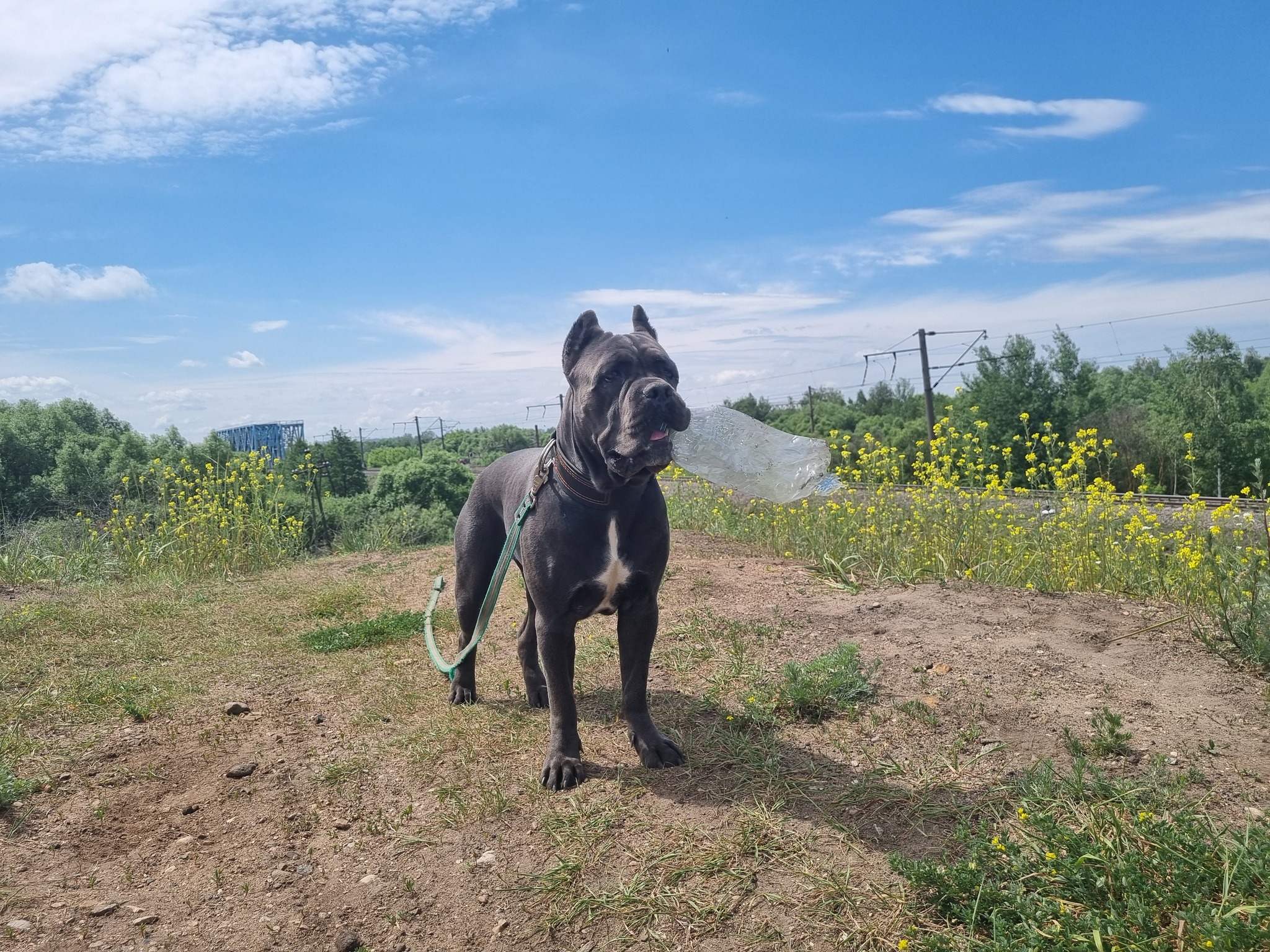 Before and after. From cute honey to dinosaur - My, Dog, Milota, Loyalty, Longpost, Cane Corso, The photo