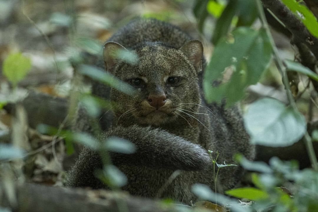 Waiting for prey - Jaguarundi, Small cats, Cat family, Predatory animals, Wild animals, South America, The photo