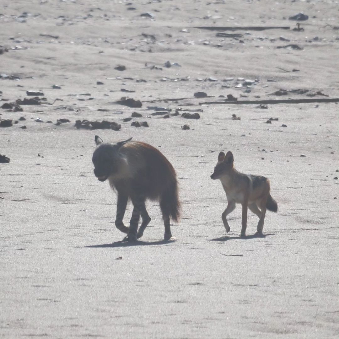 Jackals are always on your heels - Brown hyena, Hyena, Jackal, Canines, Predatory animals, Wild animals, wildlife, Namib Desert, South Africa, The photo