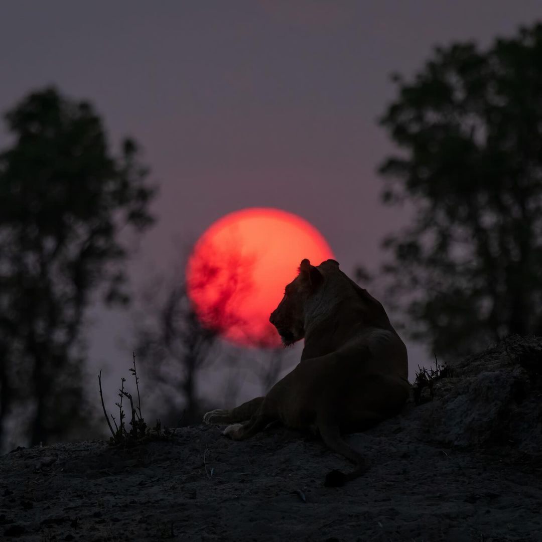 Lioness at full moon - Lioness, a lion, Big cats, Cat family, Predatory animals, Wild animals, wildlife, National park, South Africa, The photo, Night shooting, Full moon, moon