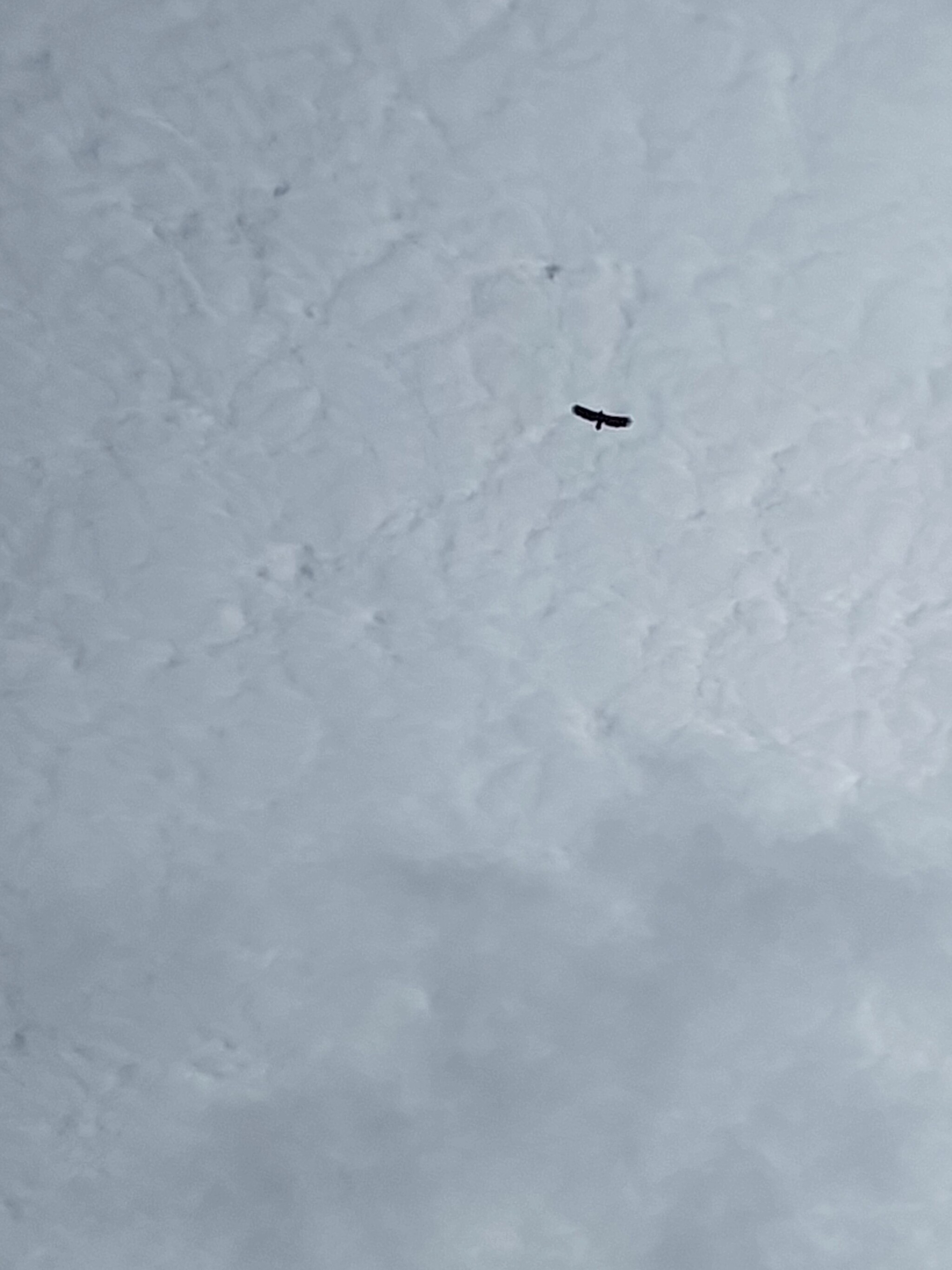 Is a bird flying over the snowy ground? - My, Birds, Illusion, Sky, Clouds, Longpost