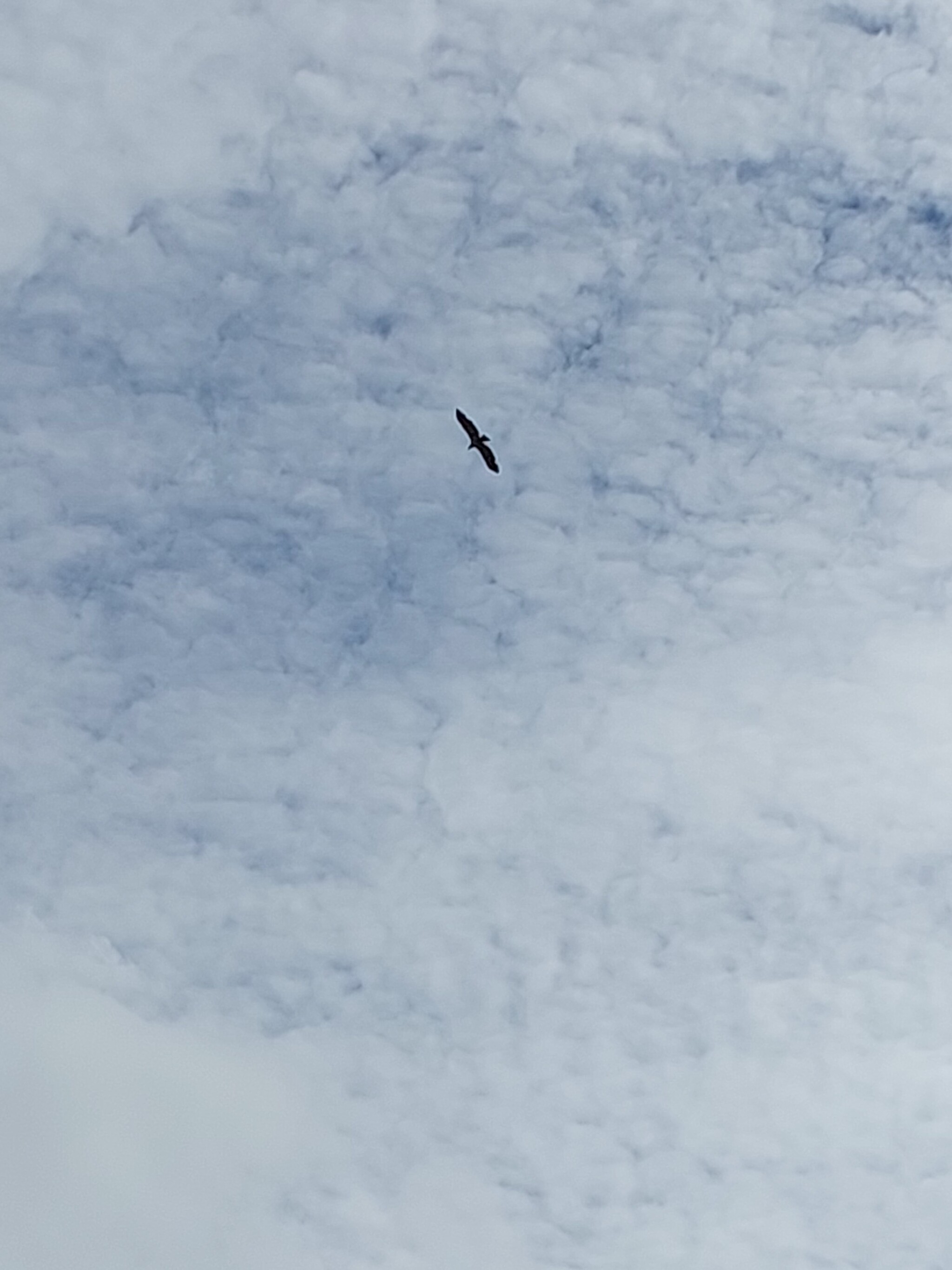 Is a bird flying over the snowy ground? - My, Birds, Illusion, Sky, Clouds, Longpost