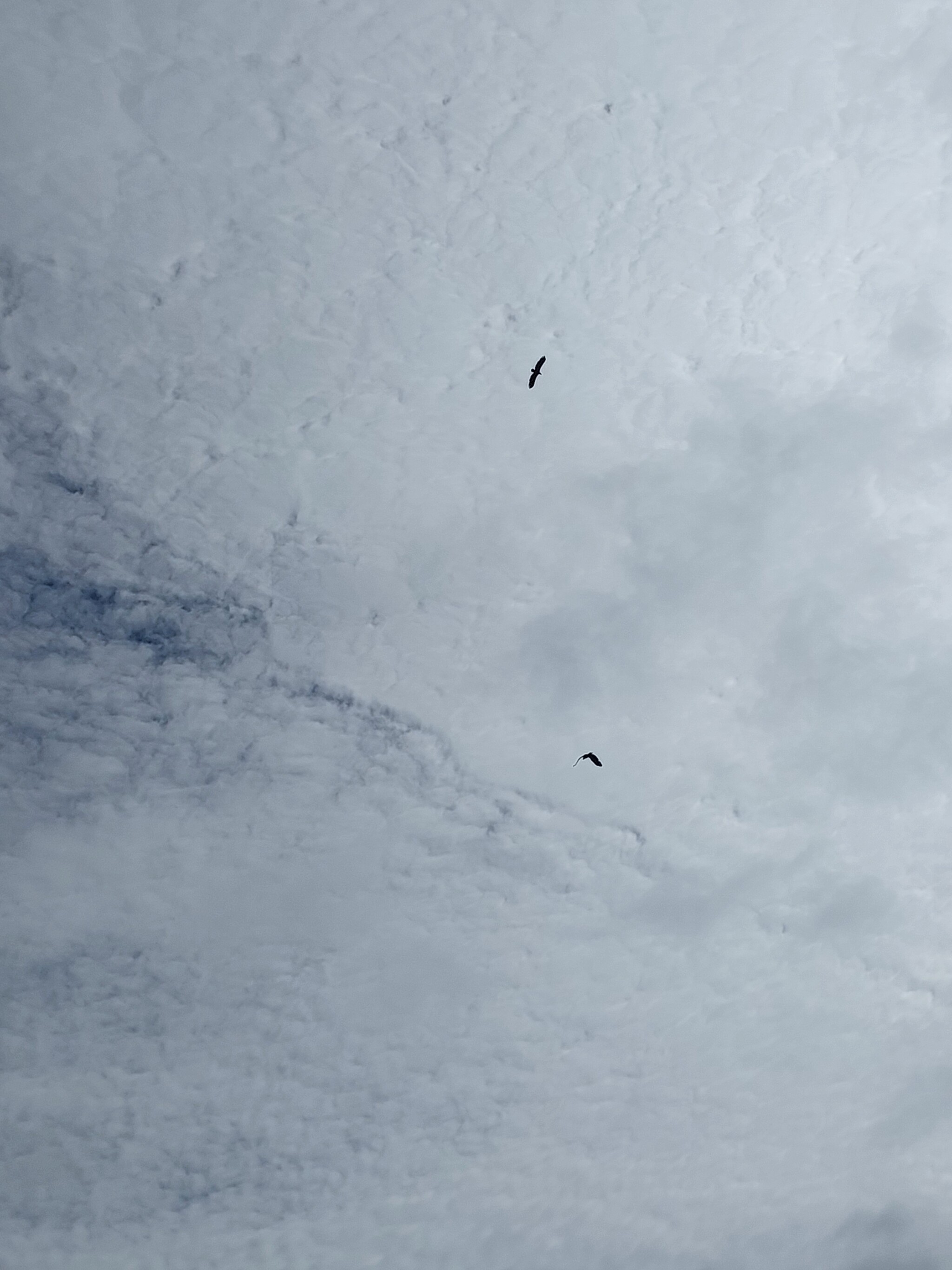 Is a bird flying over the snowy ground? - My, Birds, Illusion, Sky, Clouds, Longpost