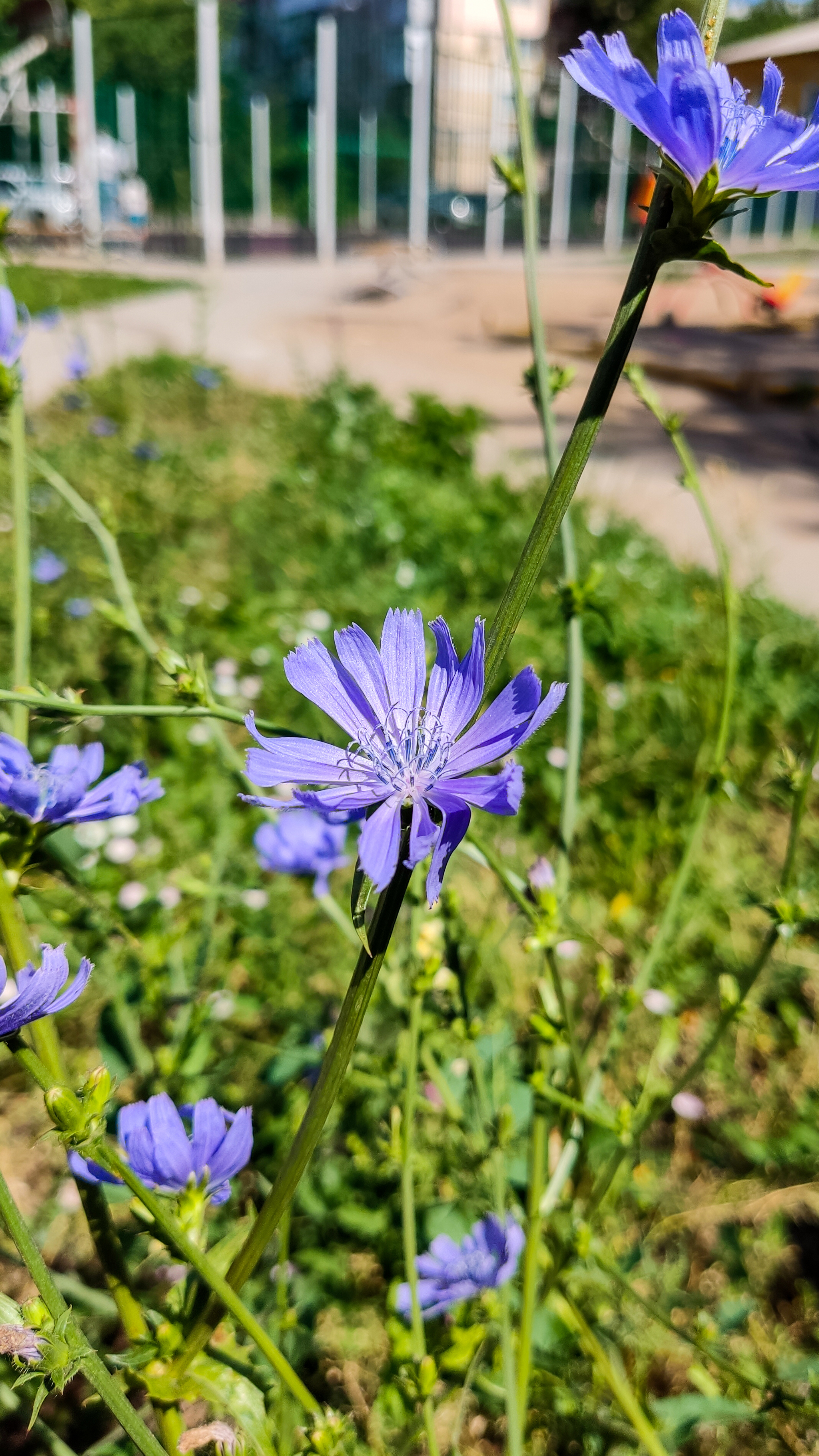 Photo project Let's take a closer look post No. 42. Chicory - My, Bloom, Macro photography, Garden, Beverages, Garden, Plants, Microfilming, Longpost