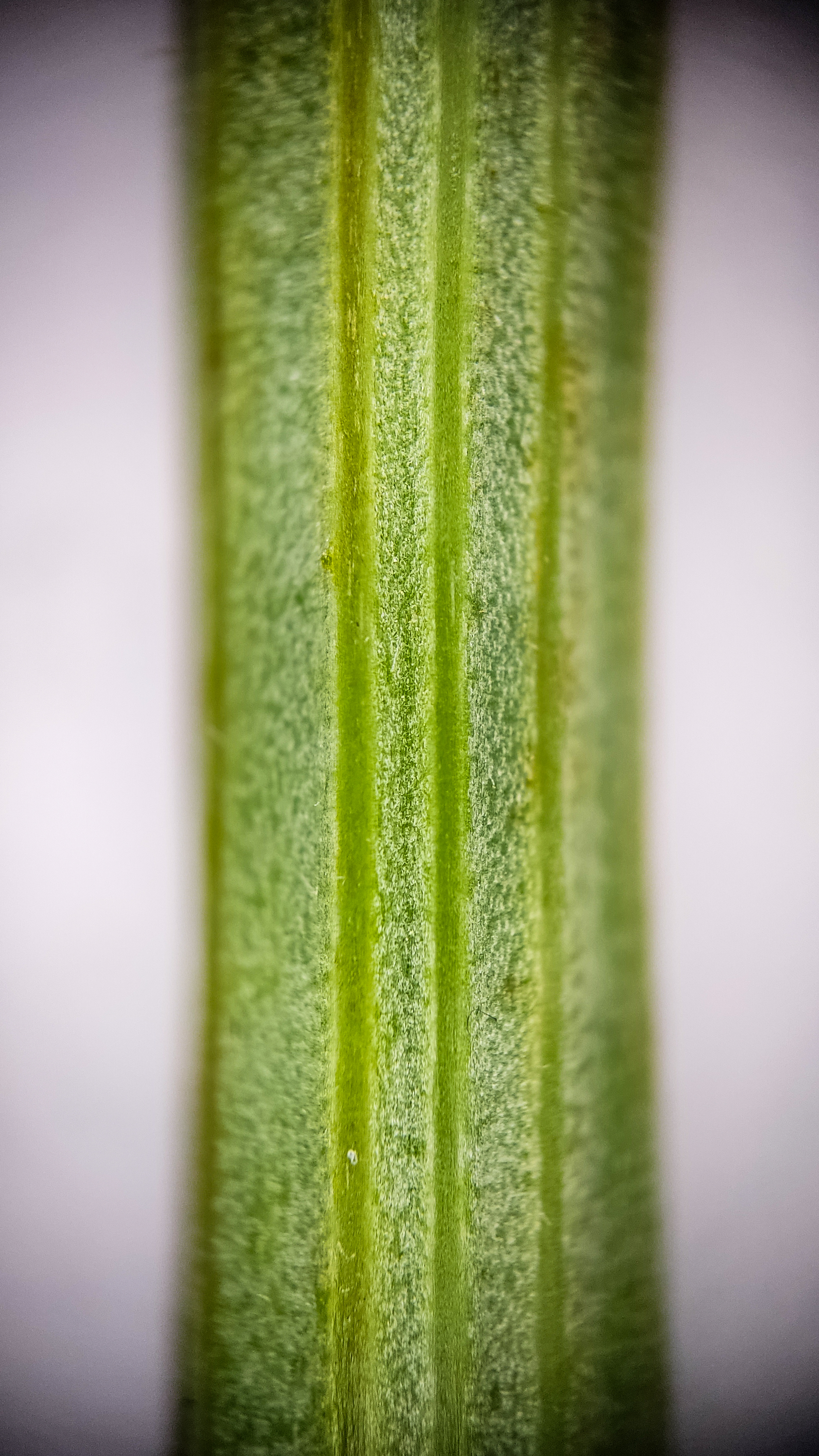 Photo project Let's take a closer look post No. 42. Chicory - My, Bloom, Macro photography, Garden, Beverages, Garden, Plants, Microfilming, Longpost