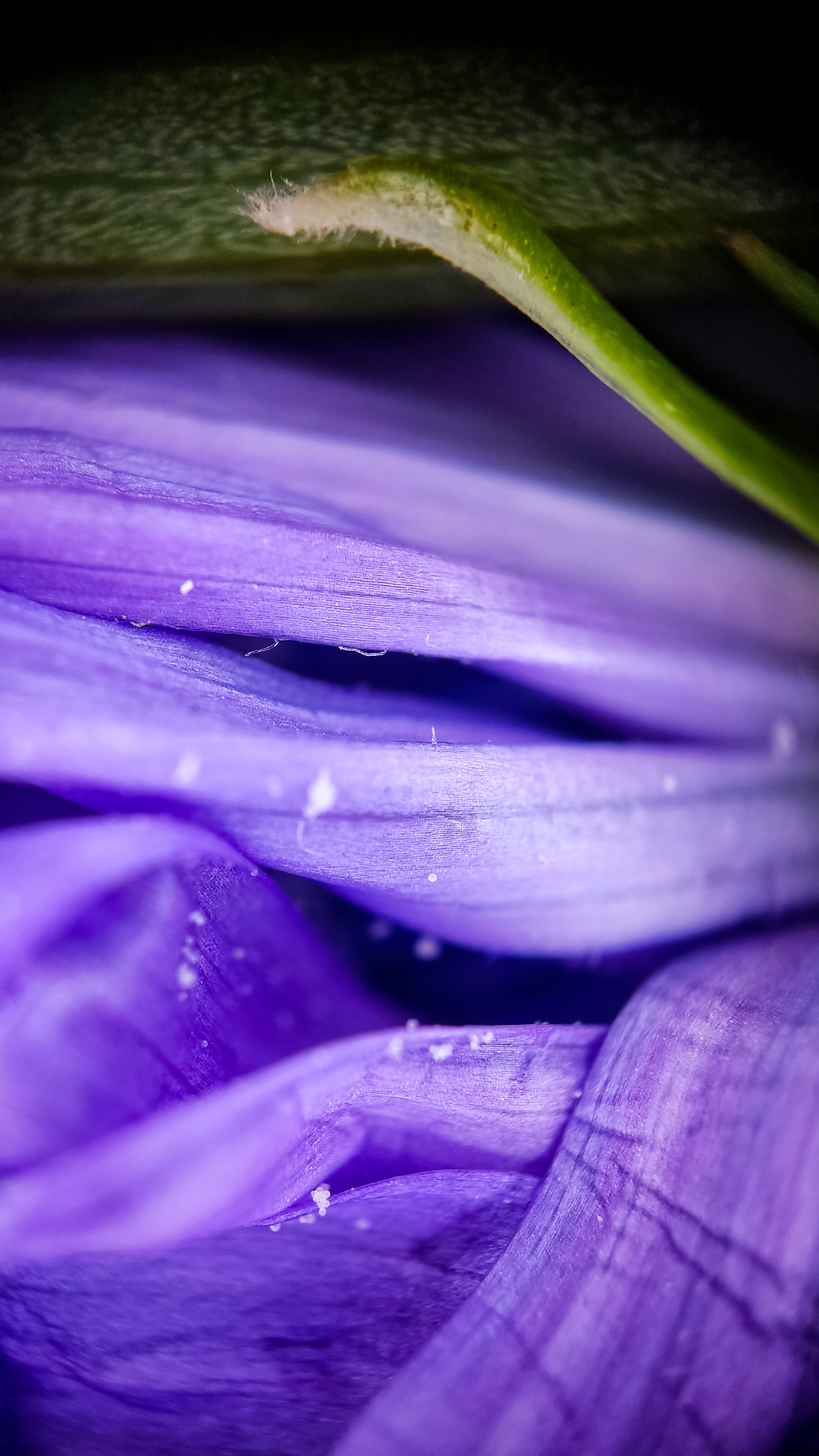 Photo project Let's take a closer look post No. 42. Chicory - My, Bloom, Macro photography, Garden, Beverages, Garden, Plants, Microfilming, Longpost