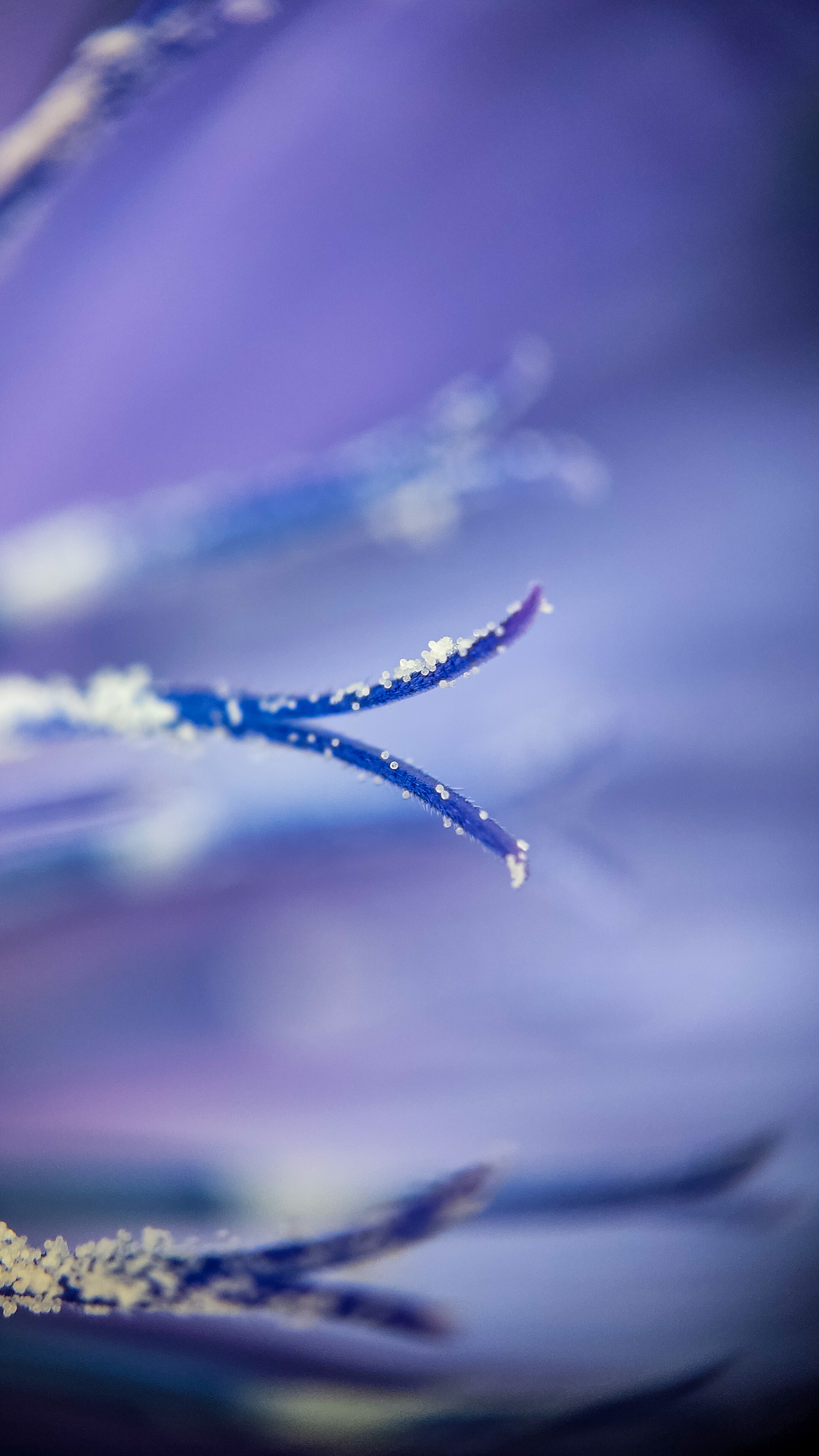 Photo project Let's take a closer look post No. 42. Chicory - My, Bloom, Macro photography, Garden, Beverages, Garden, Plants, Microfilming, Longpost