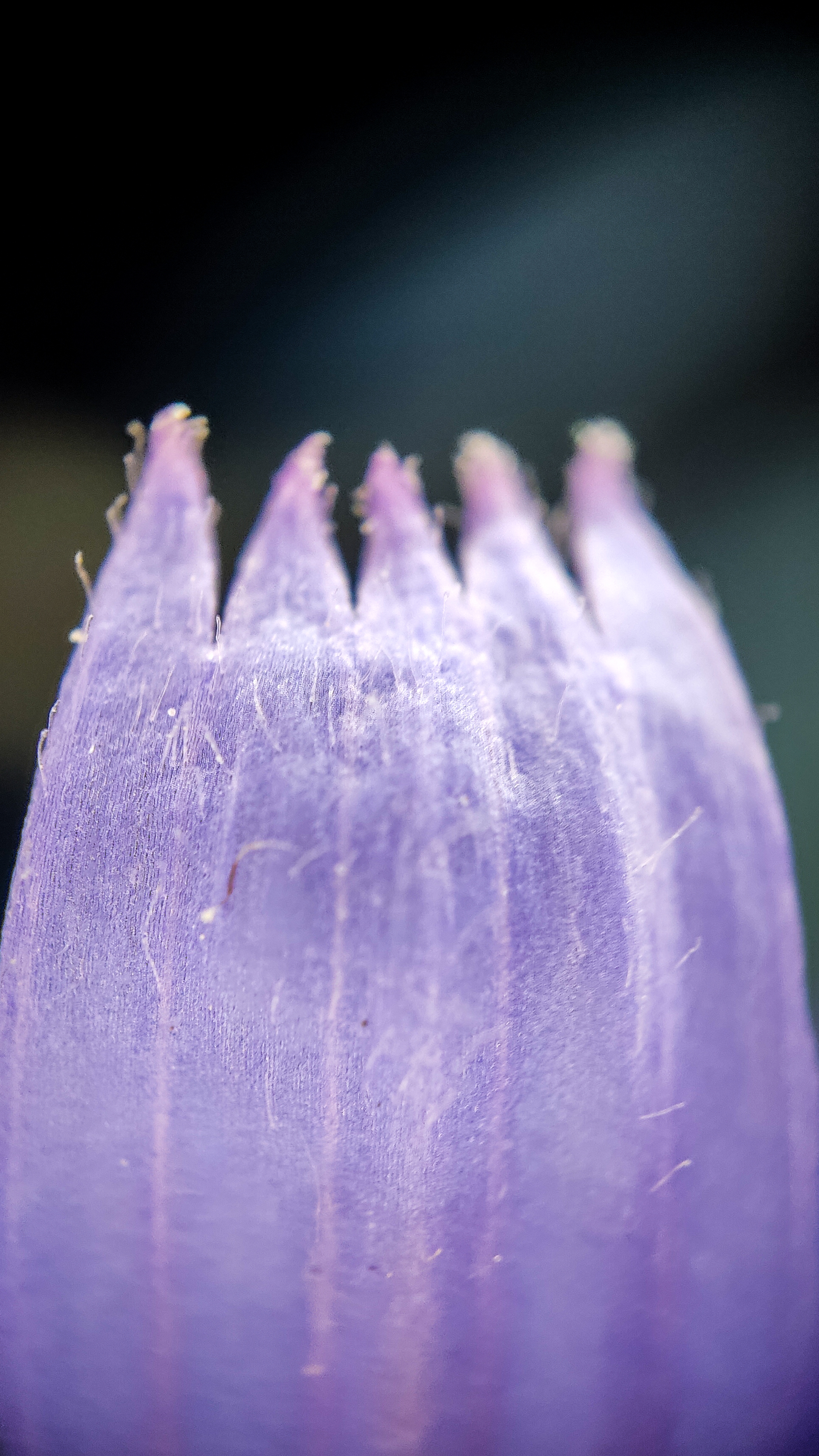 Photo project Let's take a closer look post No. 42. Chicory - My, Bloom, Macro photography, Garden, Beverages, Garden, Plants, Microfilming, Longpost