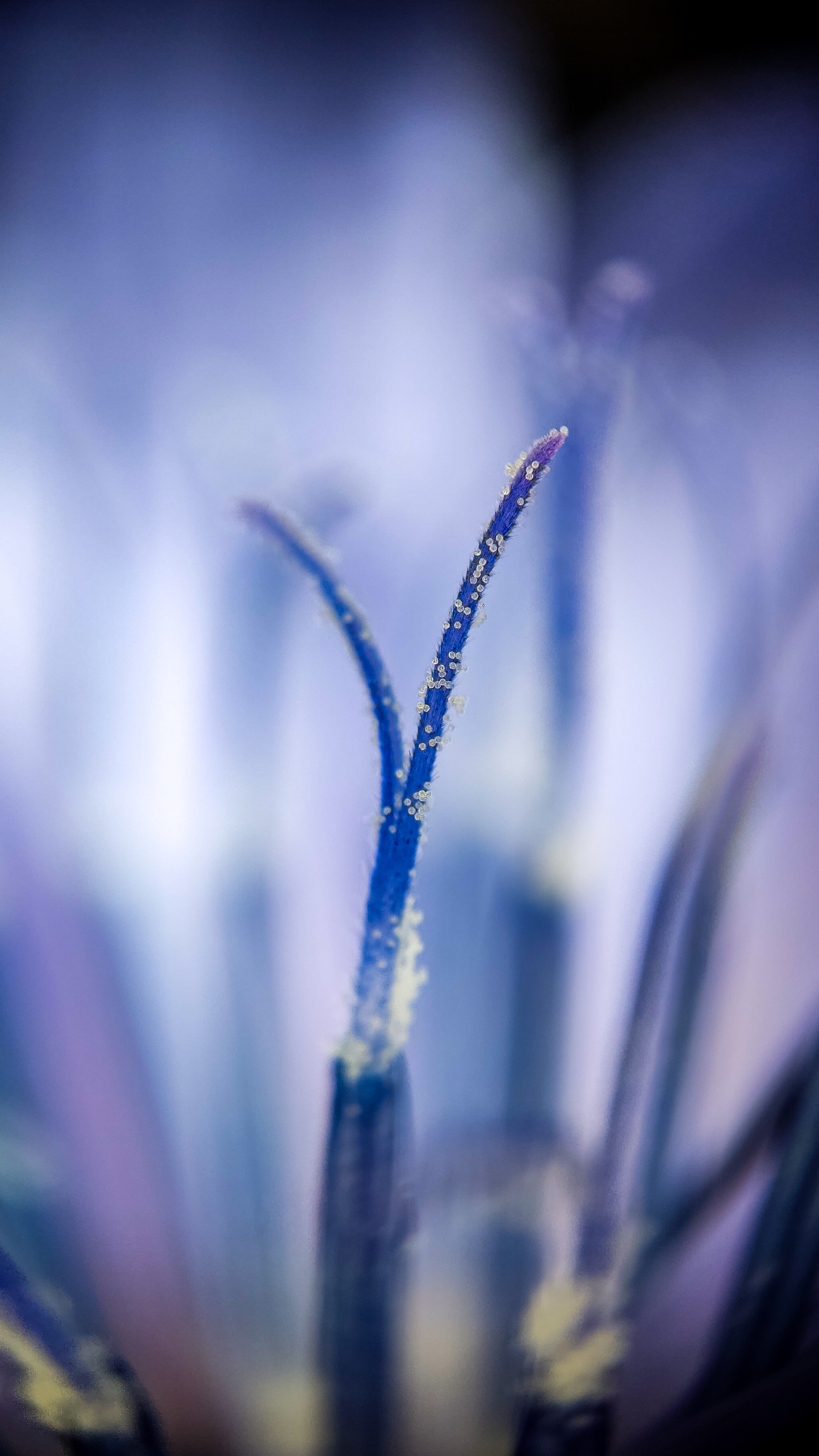 Photo project Let's take a closer look post No. 42. Chicory - My, Bloom, Macro photography, Garden, Beverages, Garden, Plants, Microfilming, Longpost