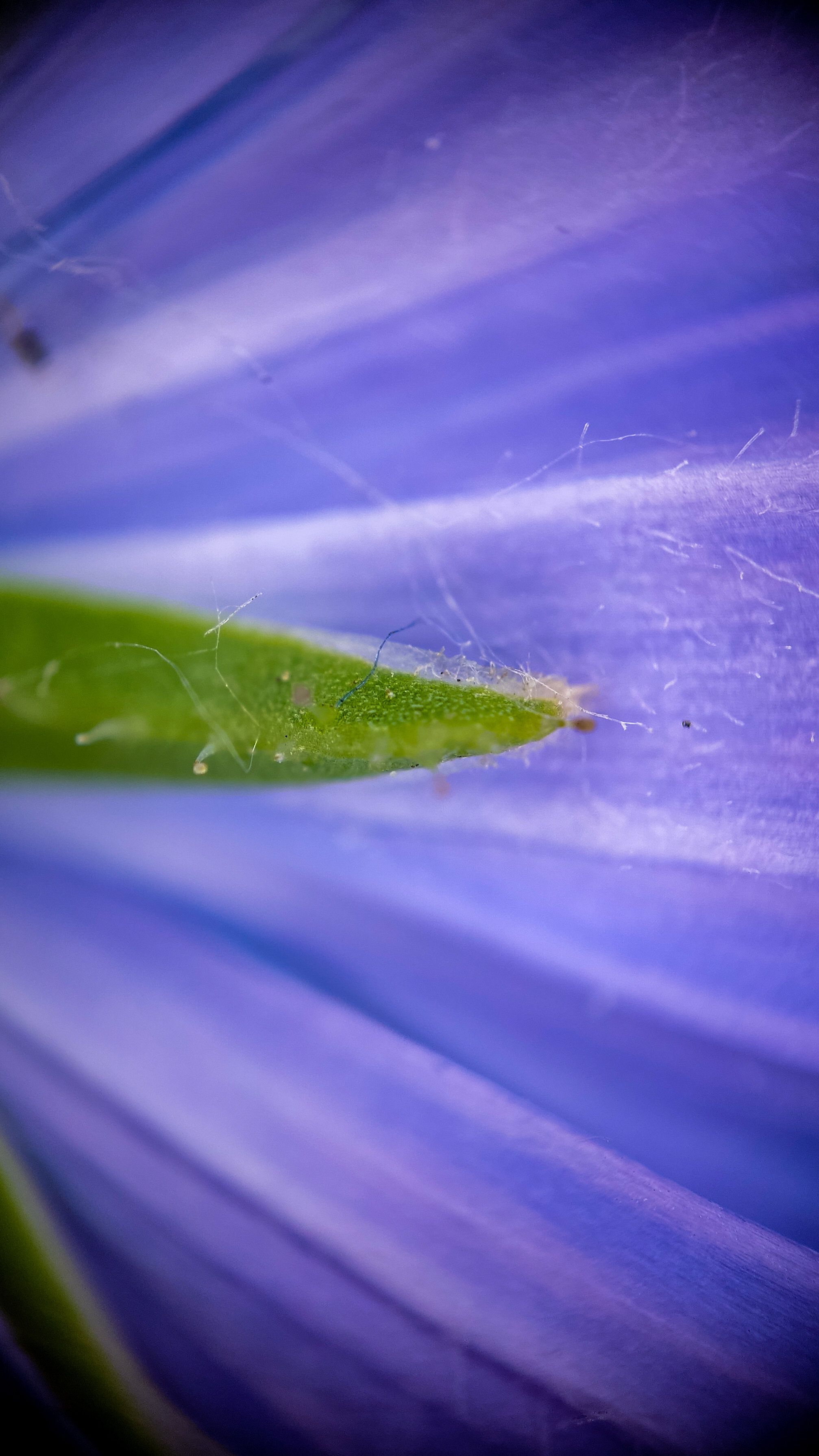 Photo project Let's take a closer look post No. 42. Chicory - My, Bloom, Macro photography, Garden, Beverages, Garden, Plants, Microfilming, Longpost