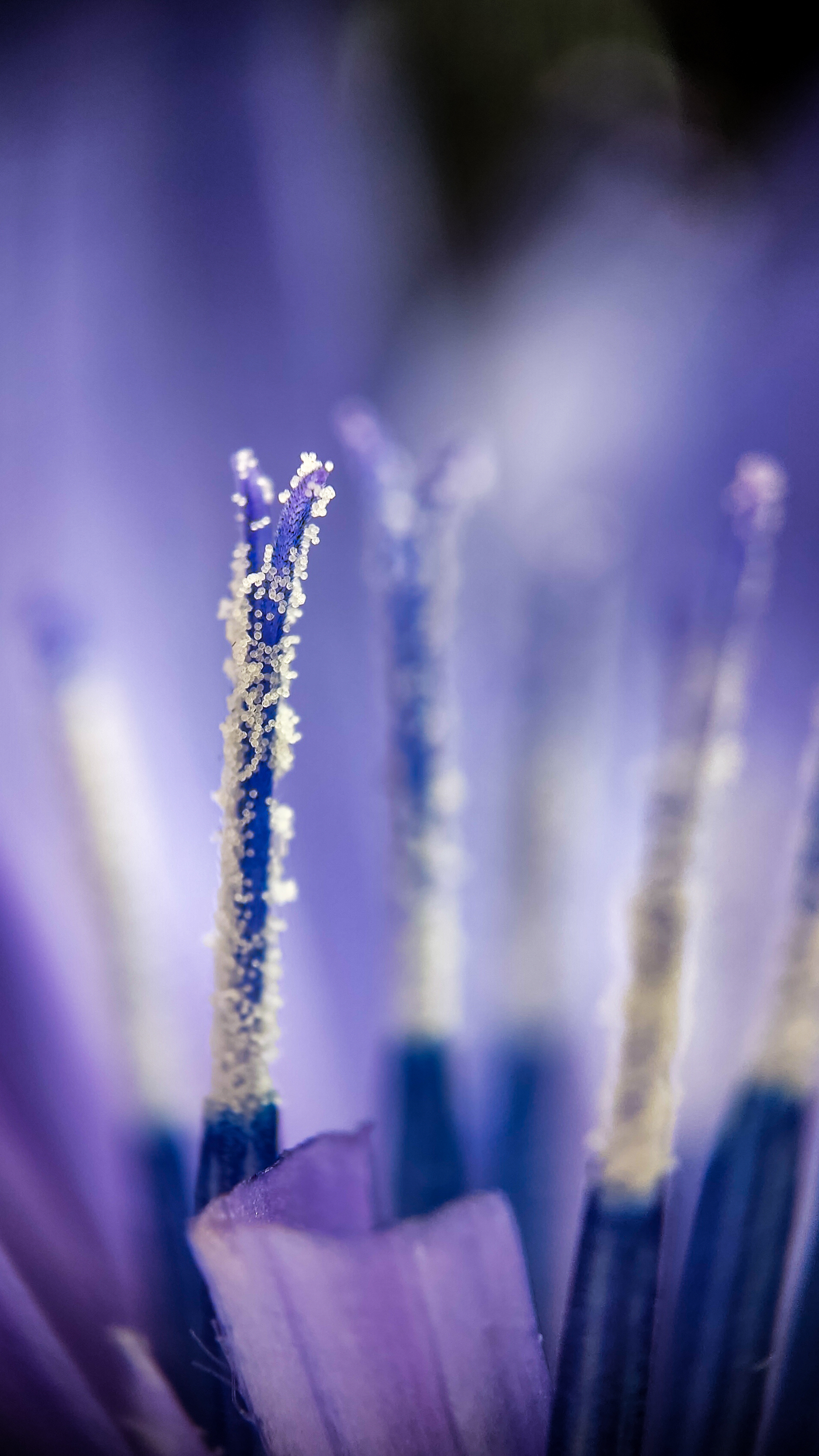 Photo project Let's take a closer look post No. 42. Chicory - My, Bloom, Macro photography, Garden, Beverages, Garden, Plants, Microfilming, Longpost