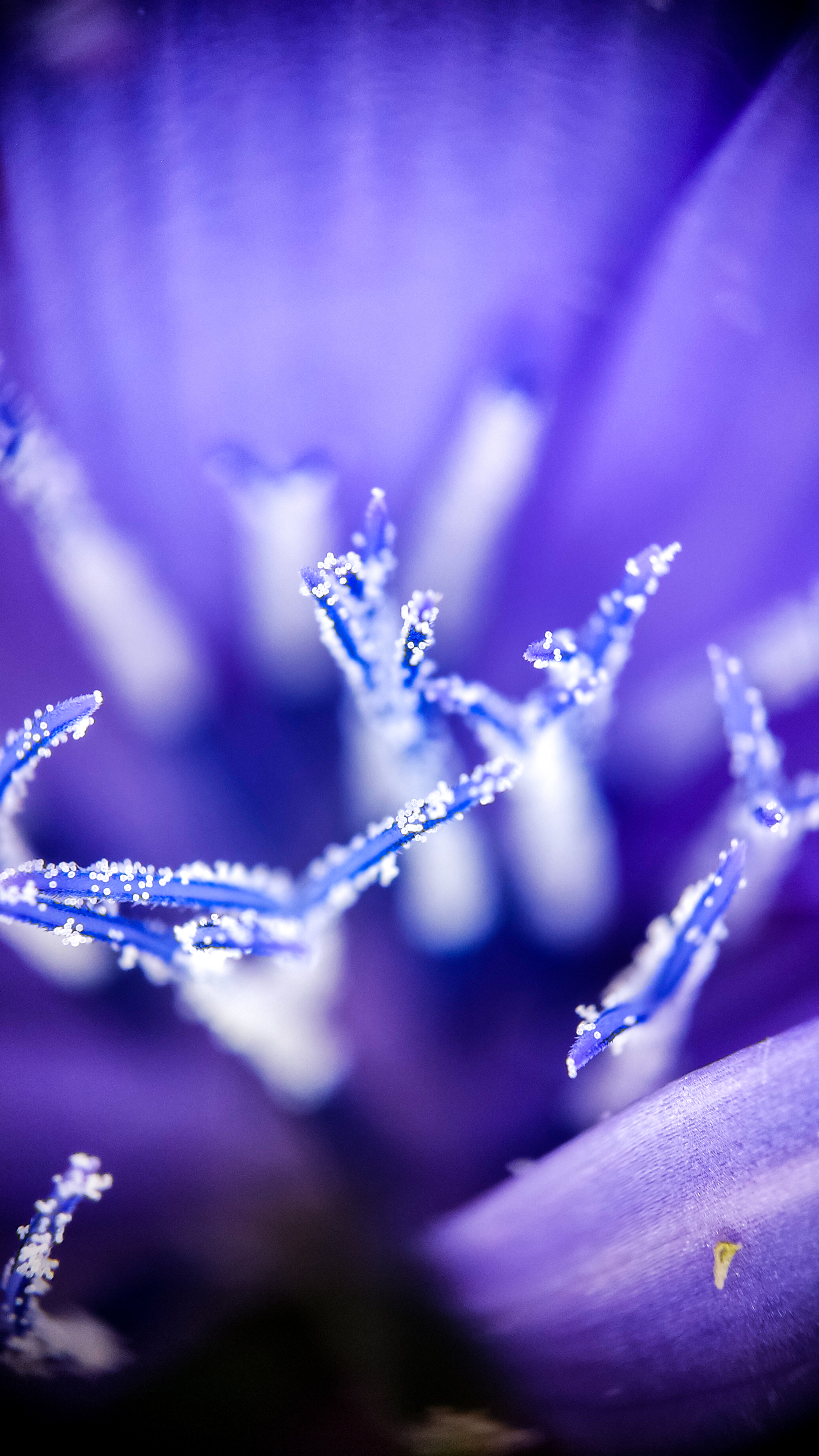 Photo project Let's take a closer look post No. 42. Chicory - My, Bloom, Macro photography, Garden, Beverages, Garden, Plants, Microfilming, Longpost