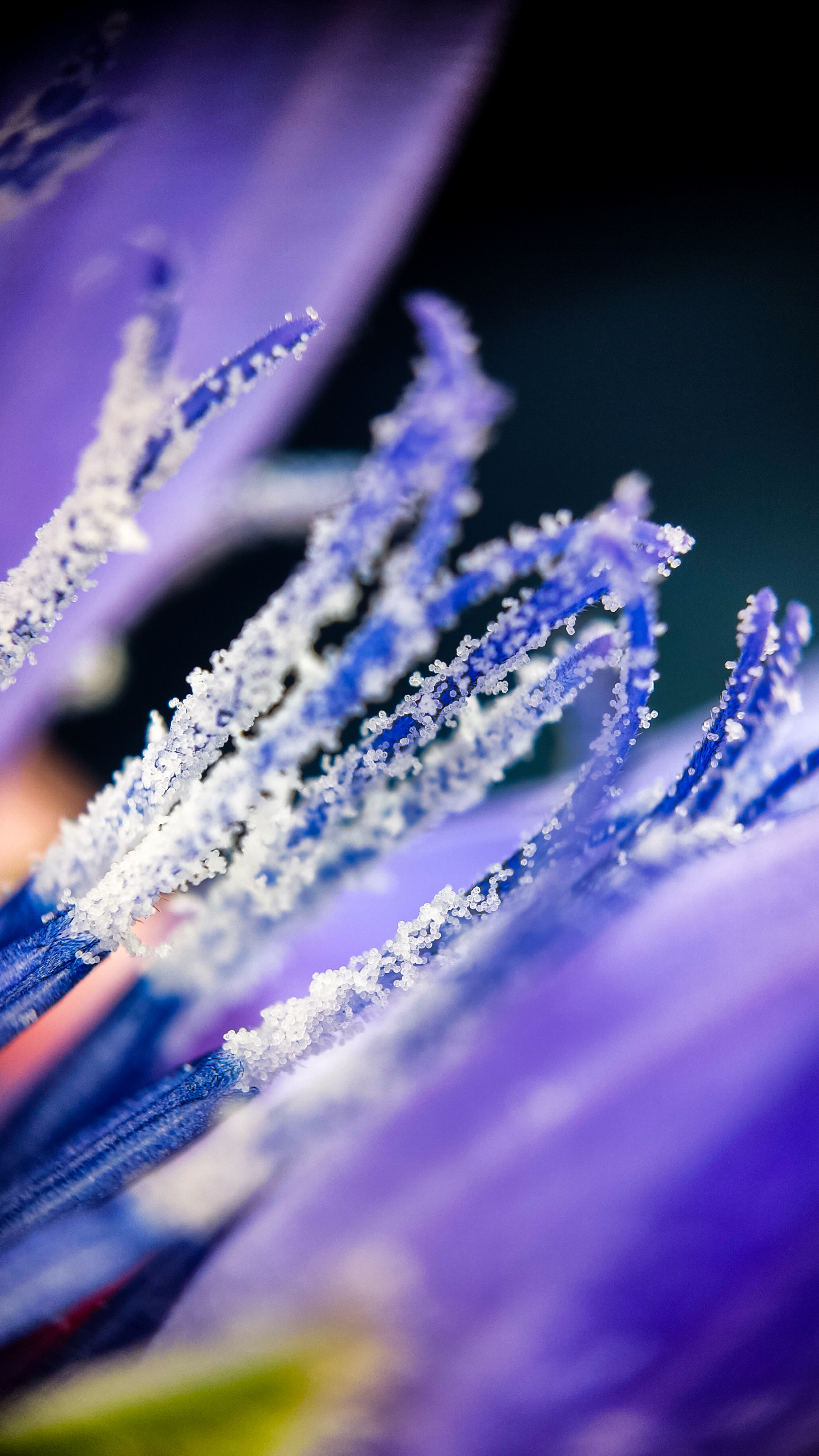 Photo project Let's take a closer look post No. 42. Chicory - My, Bloom, Macro photography, Garden, Beverages, Garden, Plants, Microfilming, Longpost