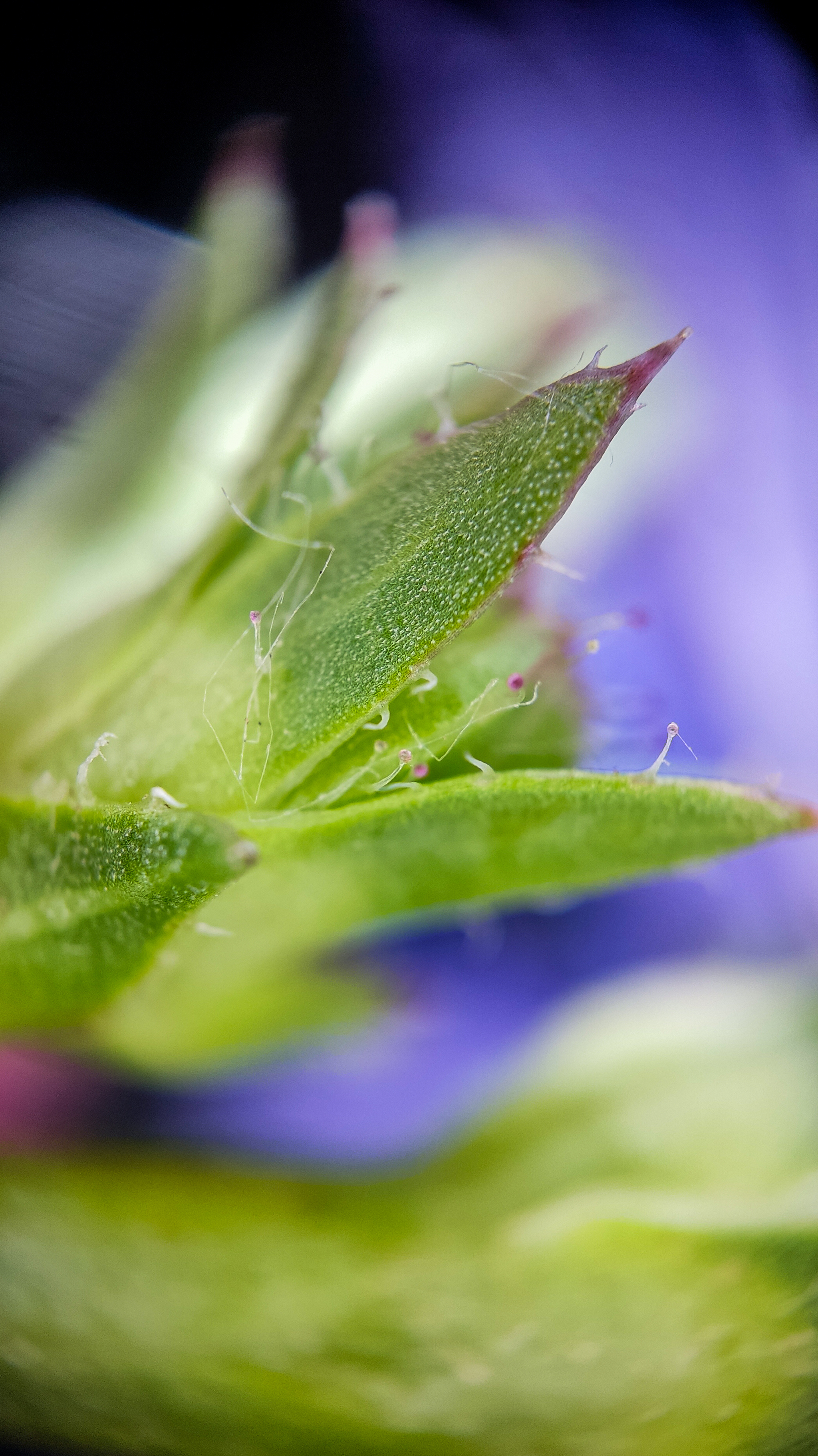 Photo project Let's take a closer look post No. 42. Chicory - My, Bloom, Macro photography, Garden, Beverages, Garden, Plants, Microfilming, Longpost