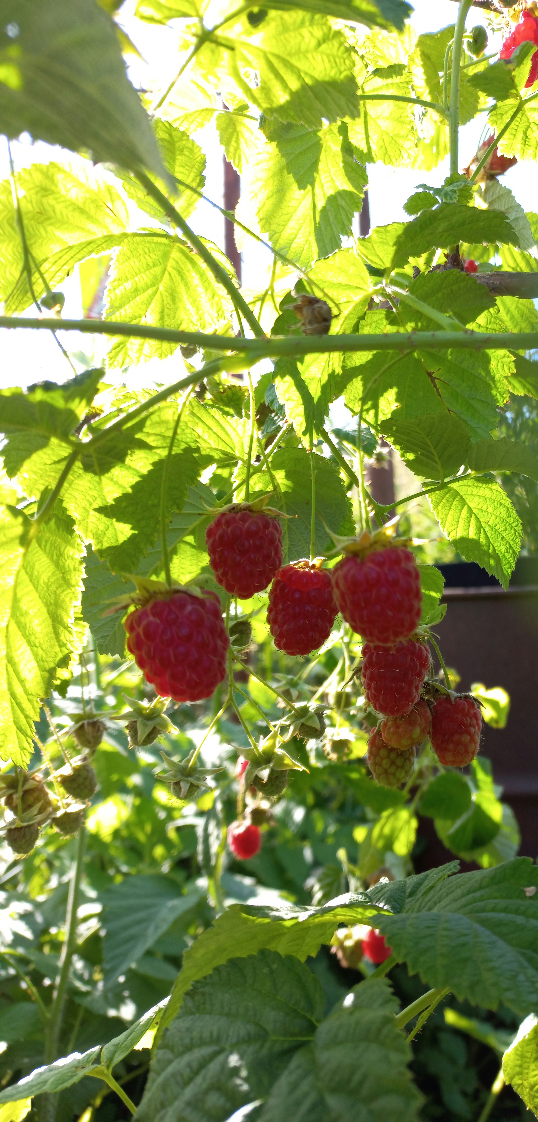 Raspberries - My, Raspberries, Summer, Dictionary, Photo on sneaker, Longpost