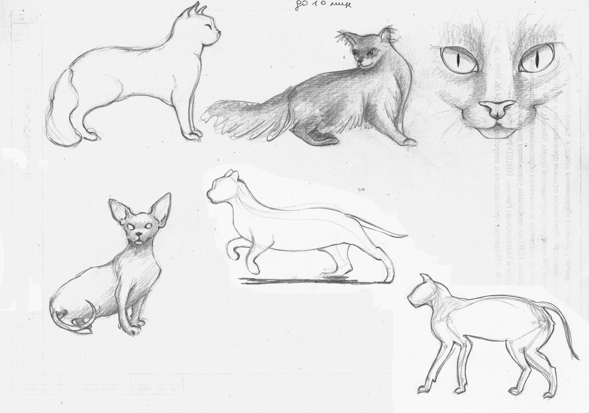 Sketches of the animal world from photos - My, Beginner artist, Sketch, Animals, Dog, Rabbit, hippopotamus, Giraffe, cat, Frogs, Crab, Ants, Longpost