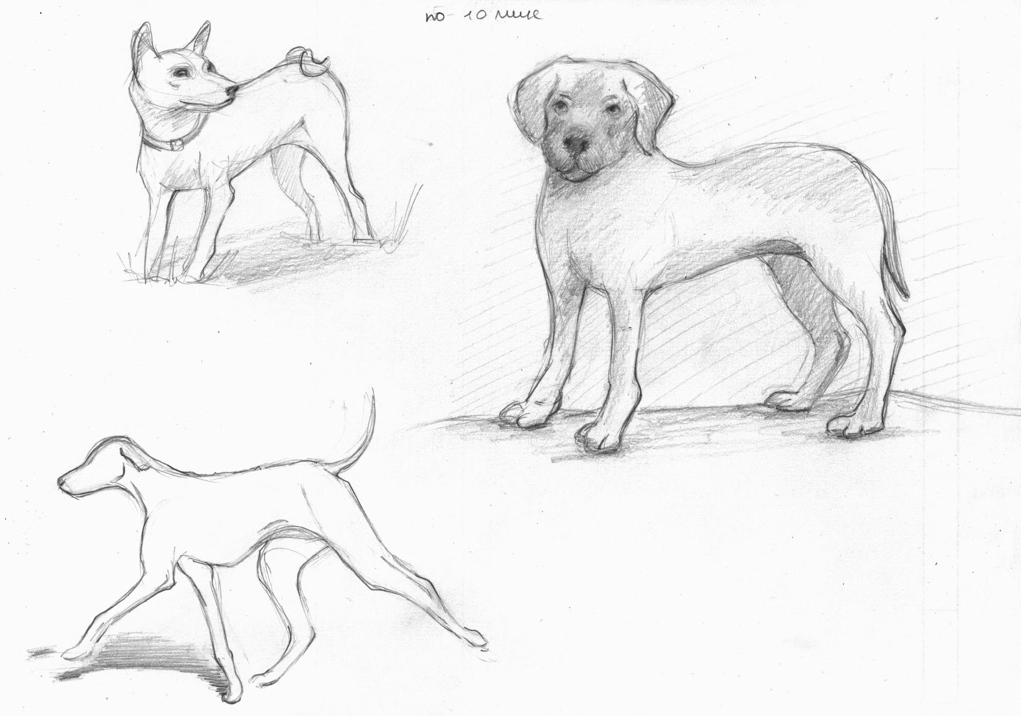 Sketches of the animal world from photos - My, Beginner artist, Sketch, Animals, Dog, Rabbit, hippopotamus, Giraffe, cat, Frogs, Crab, Ants, Longpost