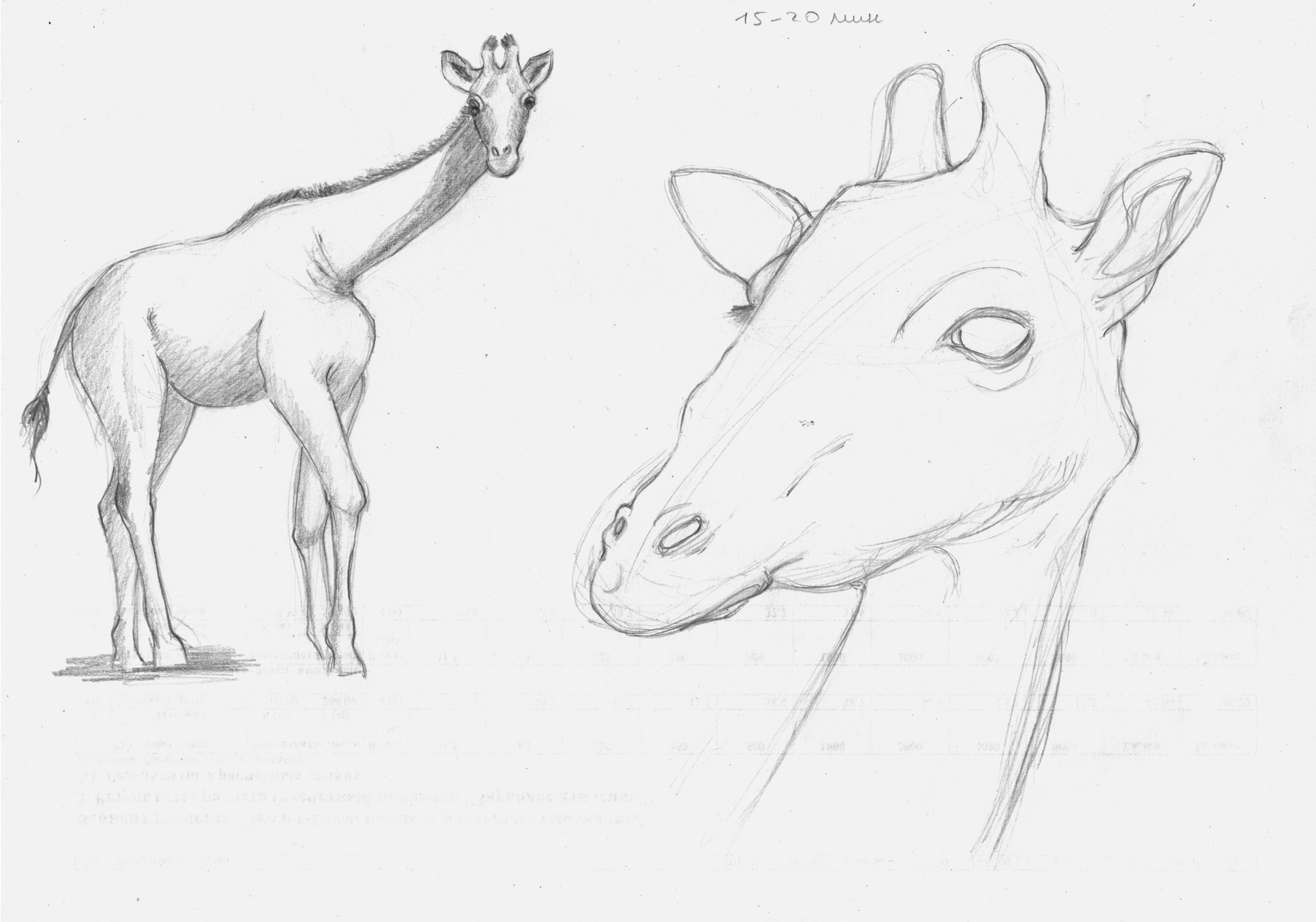 Sketches of the animal world from photos - My, Beginner artist, Sketch, Animals, Dog, Rabbit, hippopotamus, Giraffe, cat, Frogs, Crab, Ants, Longpost