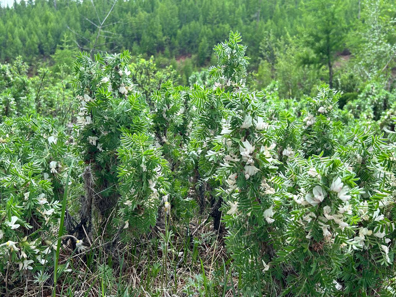 camel tail - Legumes, Plants, The photo, Tunkinsky National Park, Bloom, Buryatia, beauty, Telegram (link), Longpost