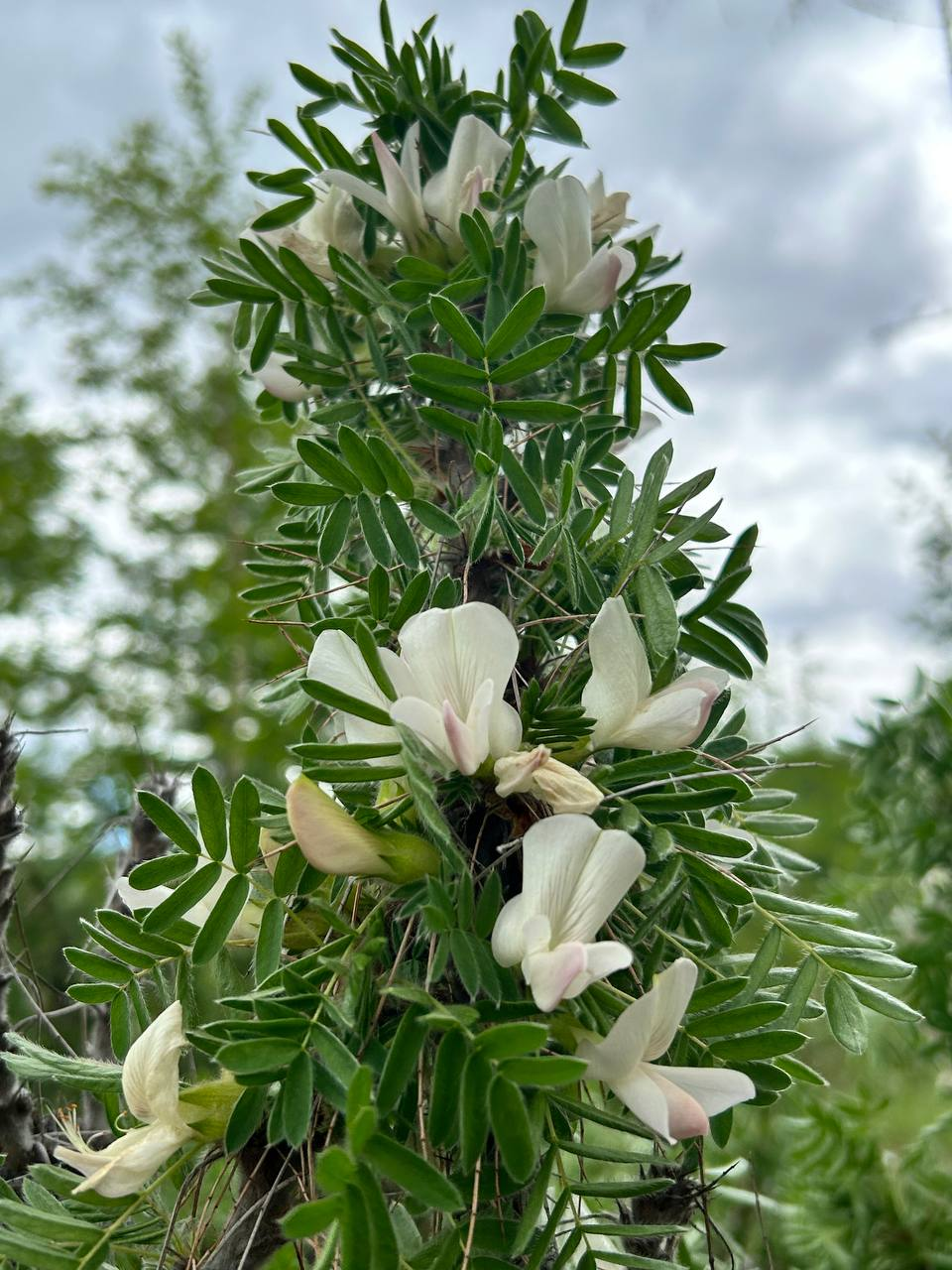 camel tail - Legumes, Plants, The photo, Tunkinsky National Park, Bloom, Buryatia, beauty, Telegram (link), Longpost