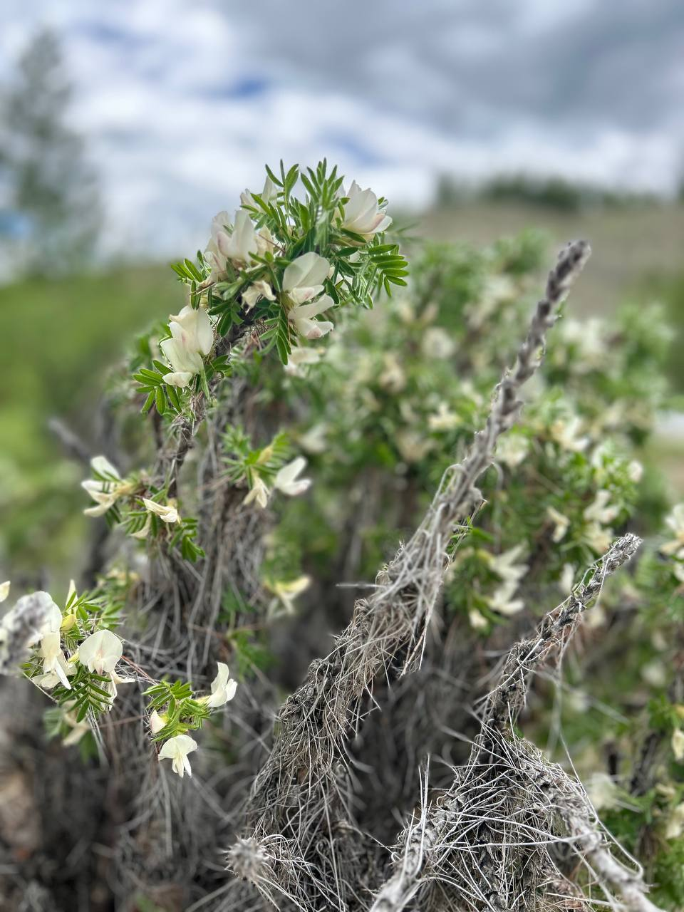 camel tail - Legumes, Plants, The photo, Tunkinsky National Park, Bloom, Buryatia, beauty, Telegram (link), Longpost