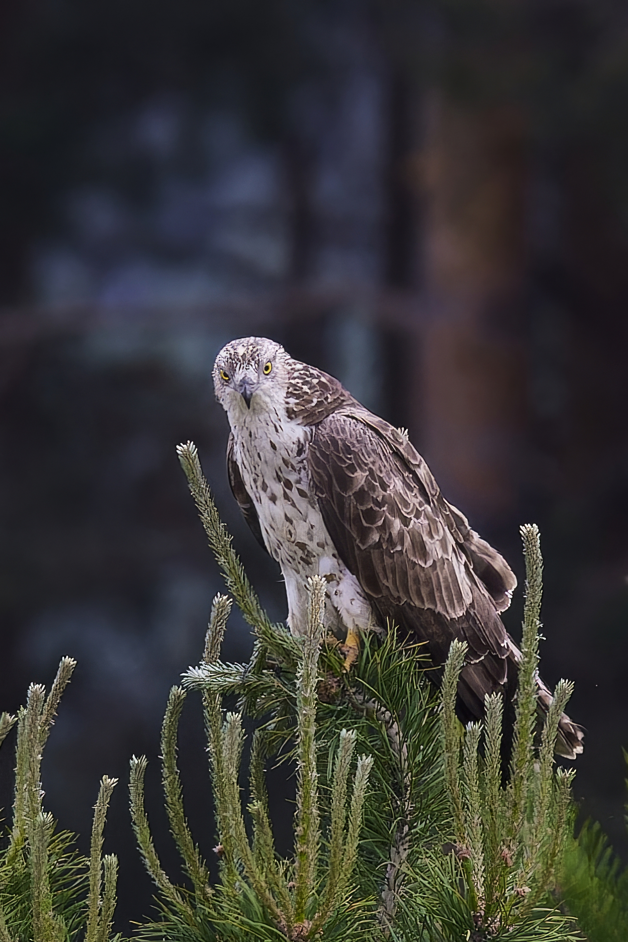 Osoyed (Republic of Mari El) - My, Canon, Photo hunting, Ornithology, Ornithology League, Birds, Pern, Hawks, Predator birds, Mari El, Longpost, The photo