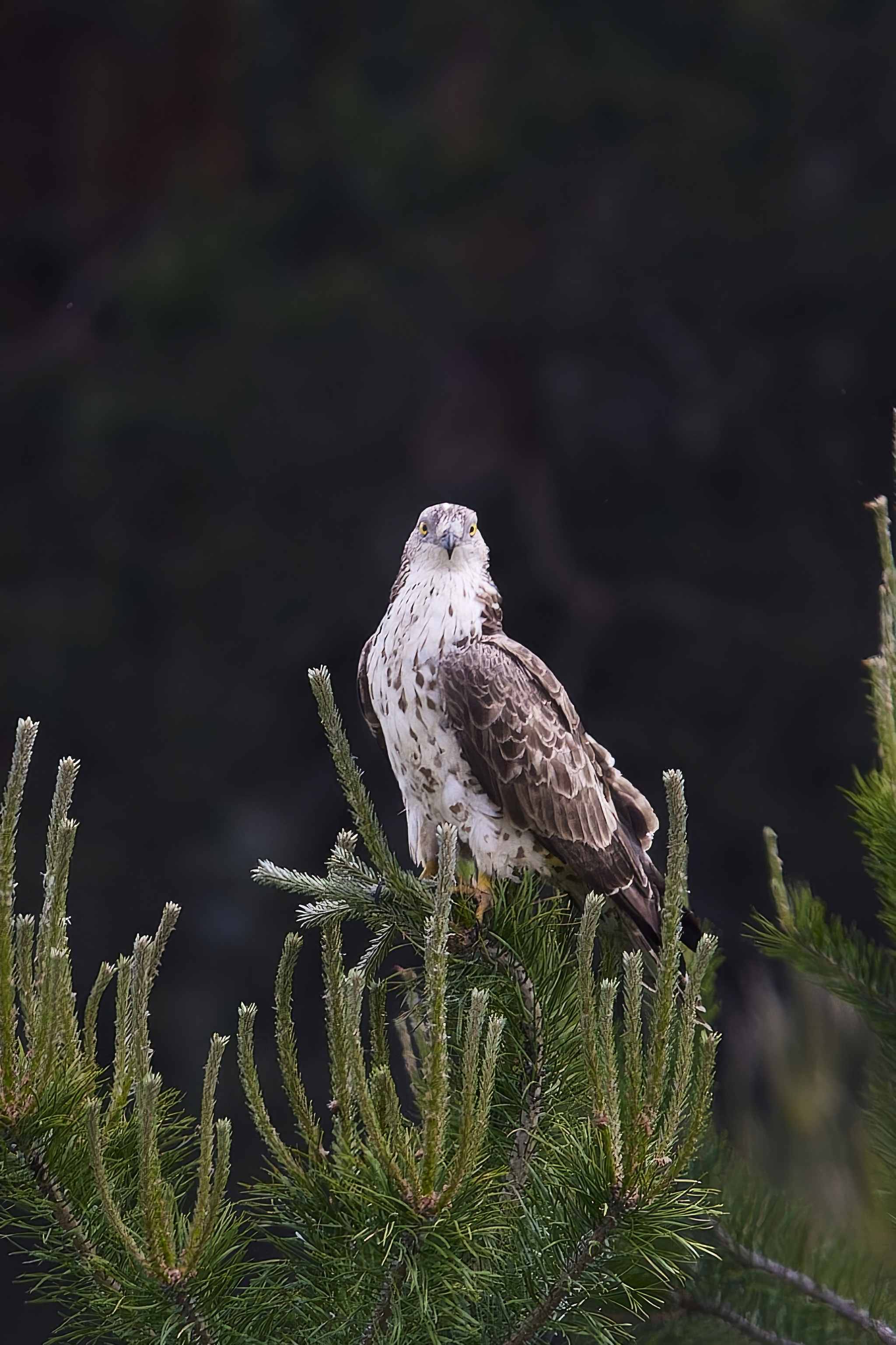 Osoyed (Republic of Mari El) - My, Canon, Photo hunting, Ornithology, Ornithology League, Birds, Pern, Hawks, Predator birds, Mari El, Longpost, The photo