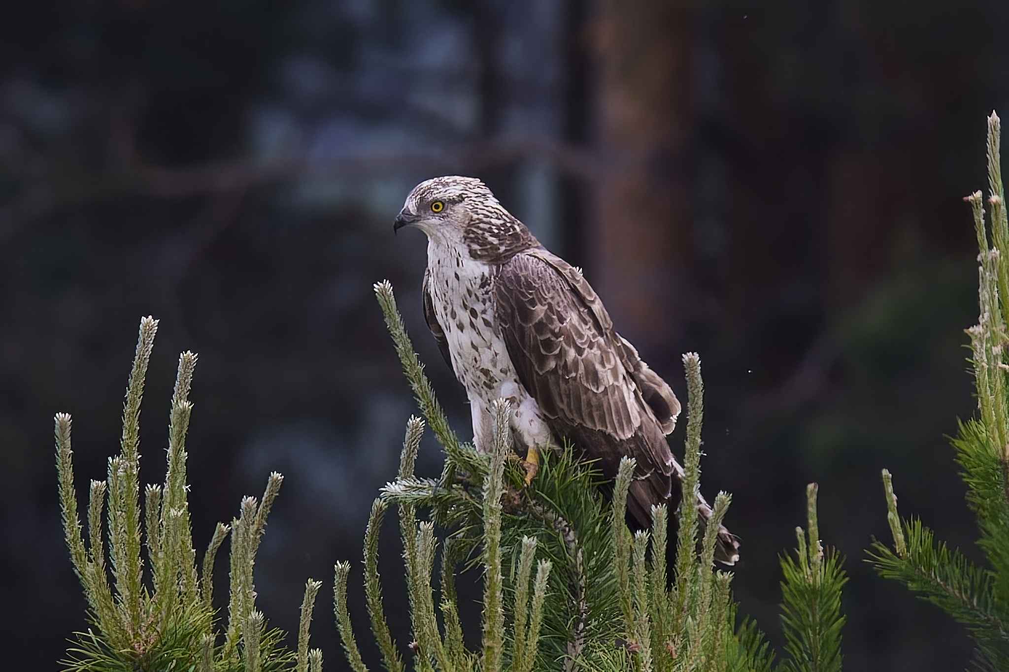 Osoyed (Republic of Mari El) - My, Canon, Photo hunting, Ornithology, Ornithology League, Birds, Pern, Hawks, Predator birds, Mari El, Longpost, The photo