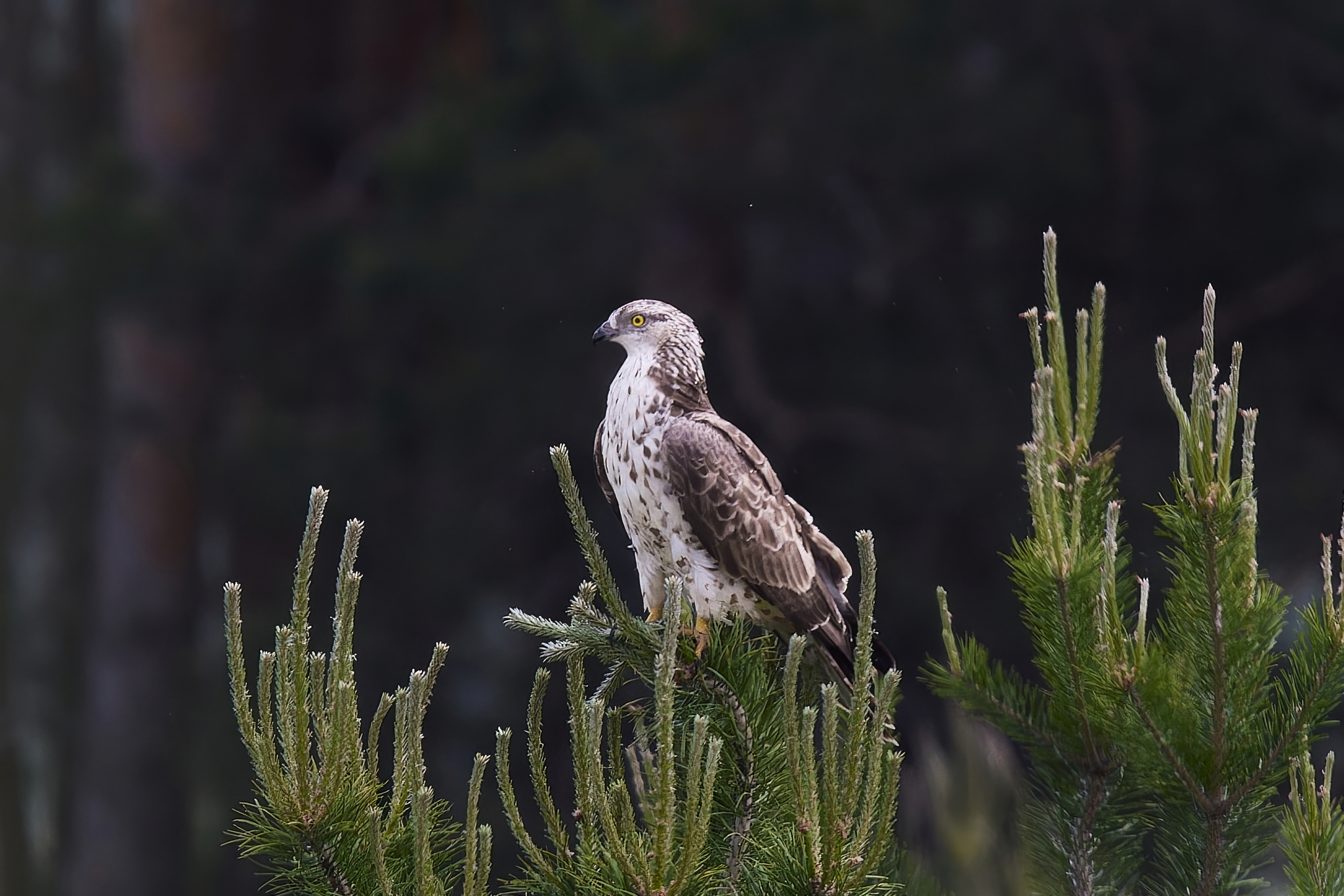 Osoyed (Republic of Mari El) - My, Canon, Photo hunting, Ornithology, Ornithology League, Birds, Pern, Hawks, Predator birds, Mari El, Longpost, The photo