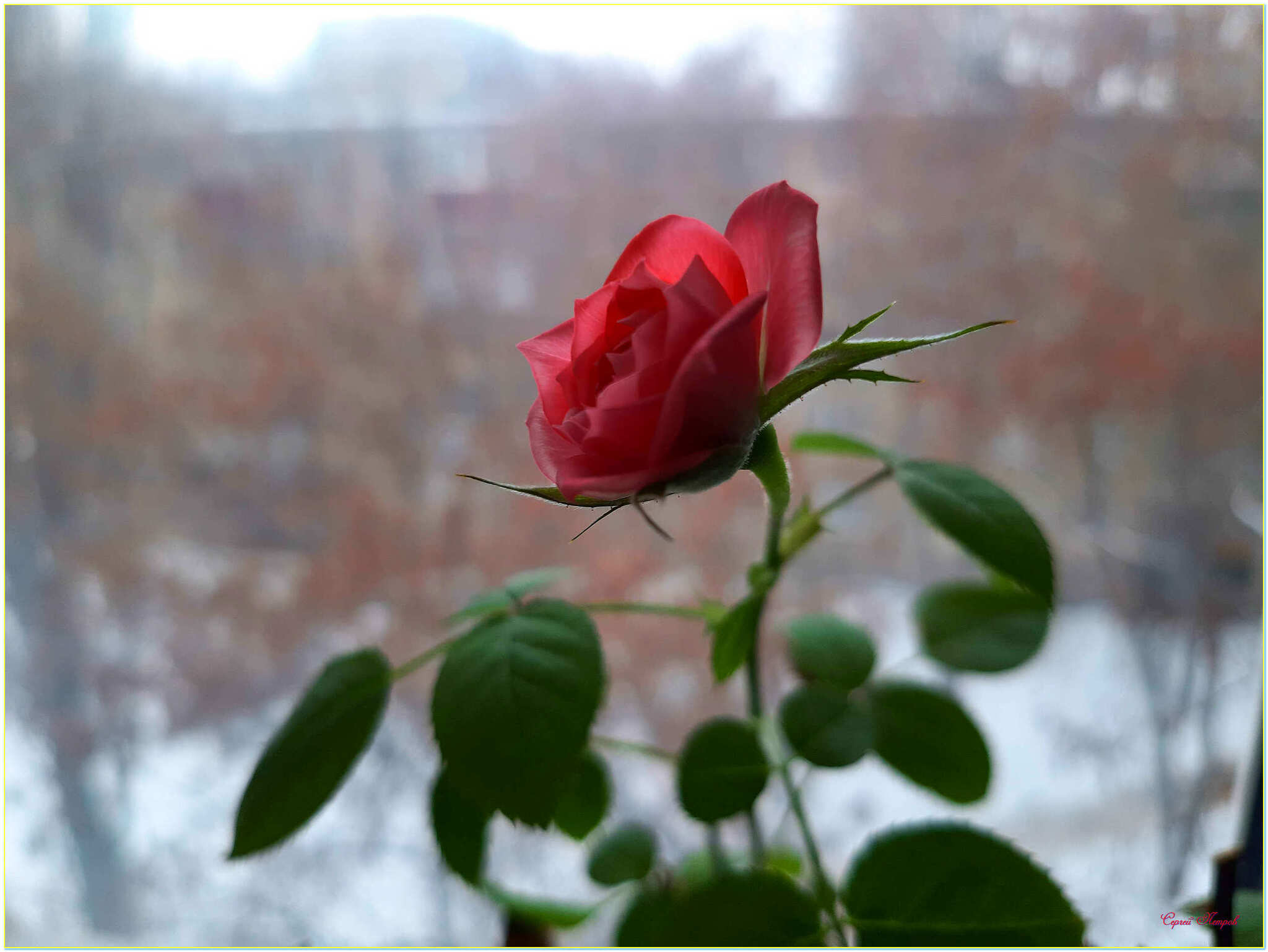 Rose on the window - My, The photo, Flowers, the Rose, Windowsill