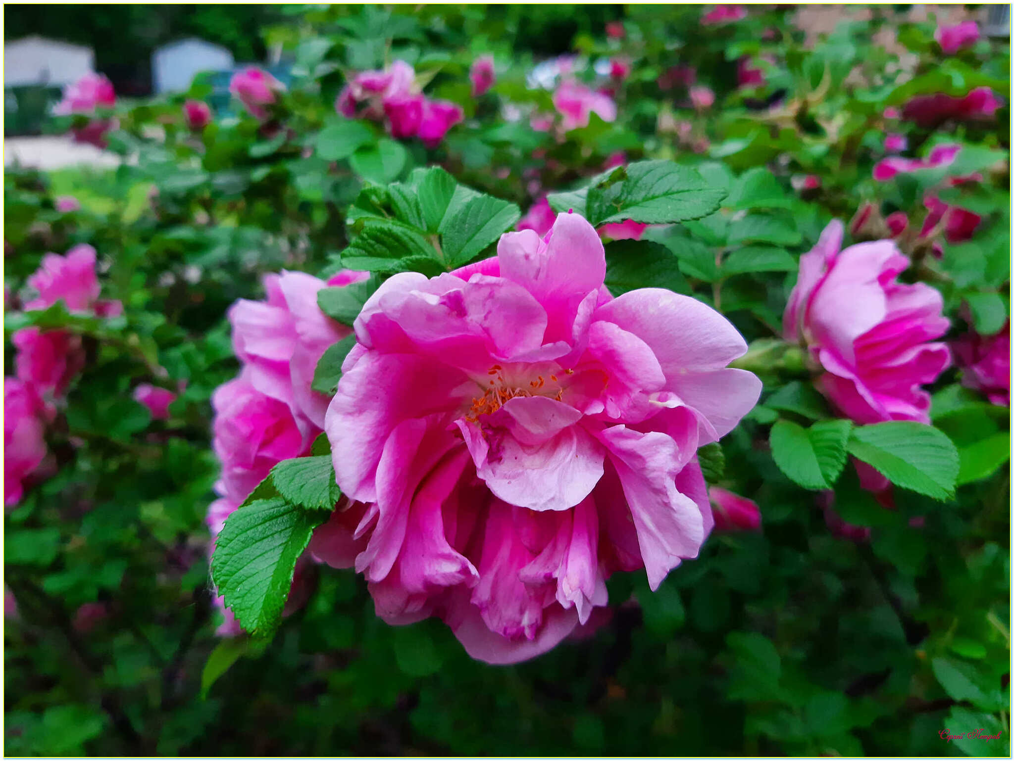 Pink roses - My, The photo, Nature, Summer, Flowers, the Rose