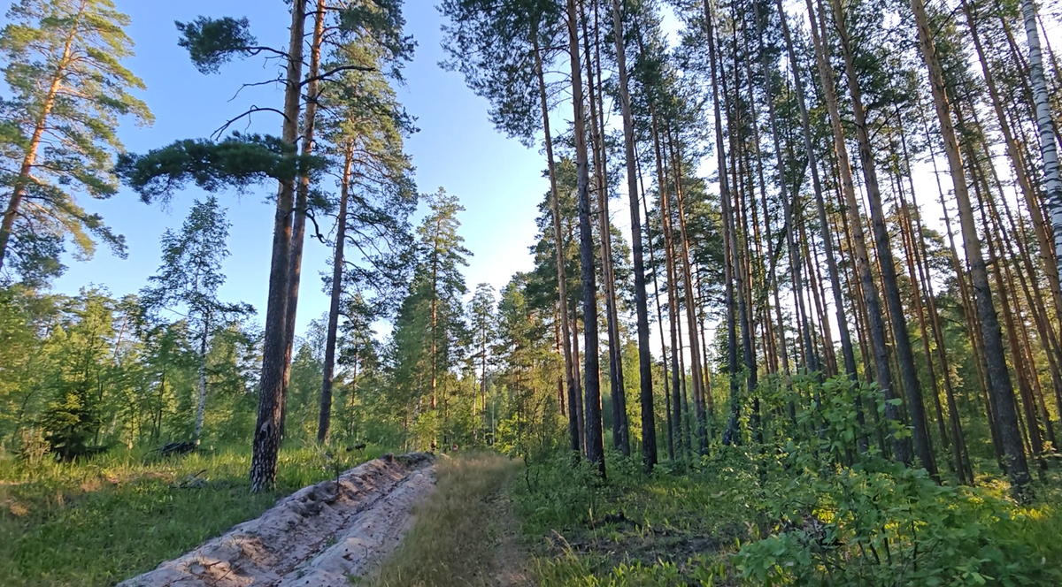 An excellent find or search in the forest awaited me under the roots of a fallen tree. - My, Find, Search, Forest, Longpost