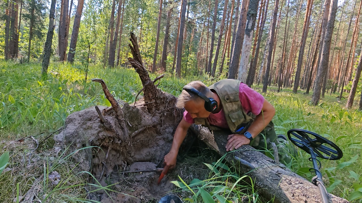 Под корнями поваленного дерева меня ожидала отличная находка или поиски в  лесу | Пикабу