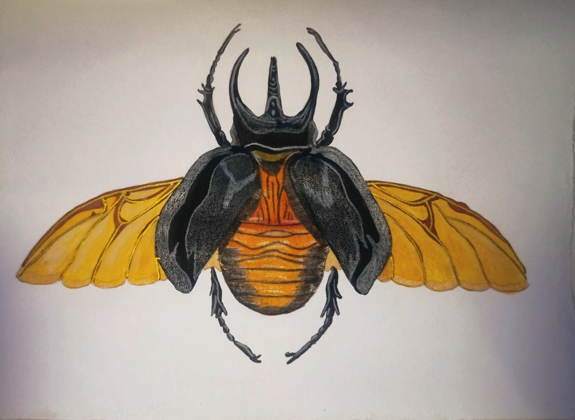 Rhinoceros beetle) - My, Watercolor, Colour pencils, Not an artist, Sketching, Жуки, Painting, Lovers, Rhinoceros beetle