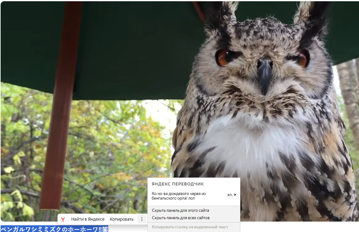 Yandex translation again - My, Birds, Youtube, Wild animals, Lost in translation, Translation, Yandex.