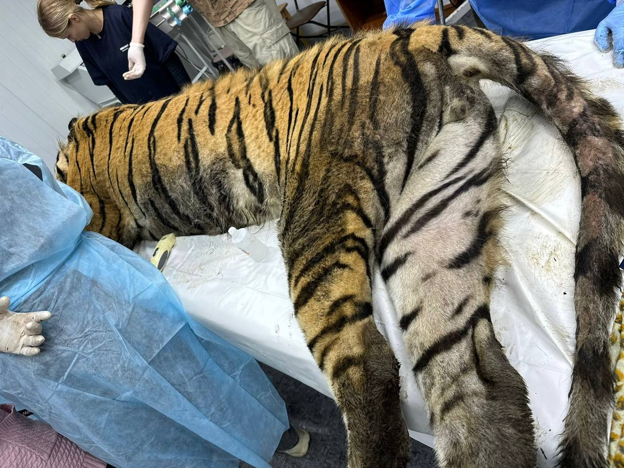 Continuation of the post “Catching the Amur Tiger” - Amur tiger, Primorsky Krai, Tiger Center, Big cats, Predatory animals, Cat family, Tiger, Rehabilitation centers, Wild animals, The photo, Wound, Depletion, Animal Rescue, Inspection, Reply to post, Telegram (link), Longpost