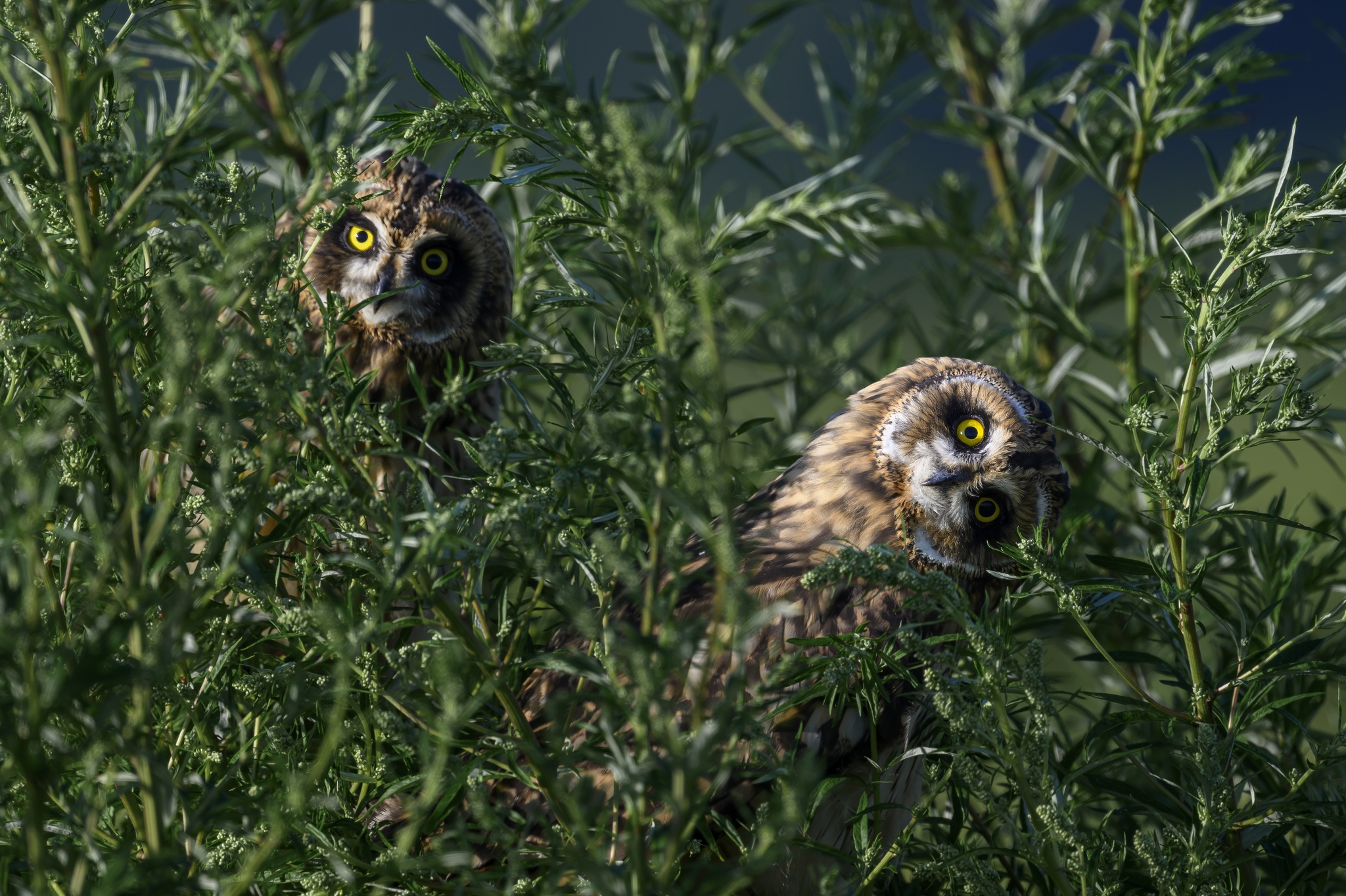 Short-eared owl feeding fledglings - My, The photo, Photo hunting, Birds, Ornithology, Owl, Longpost