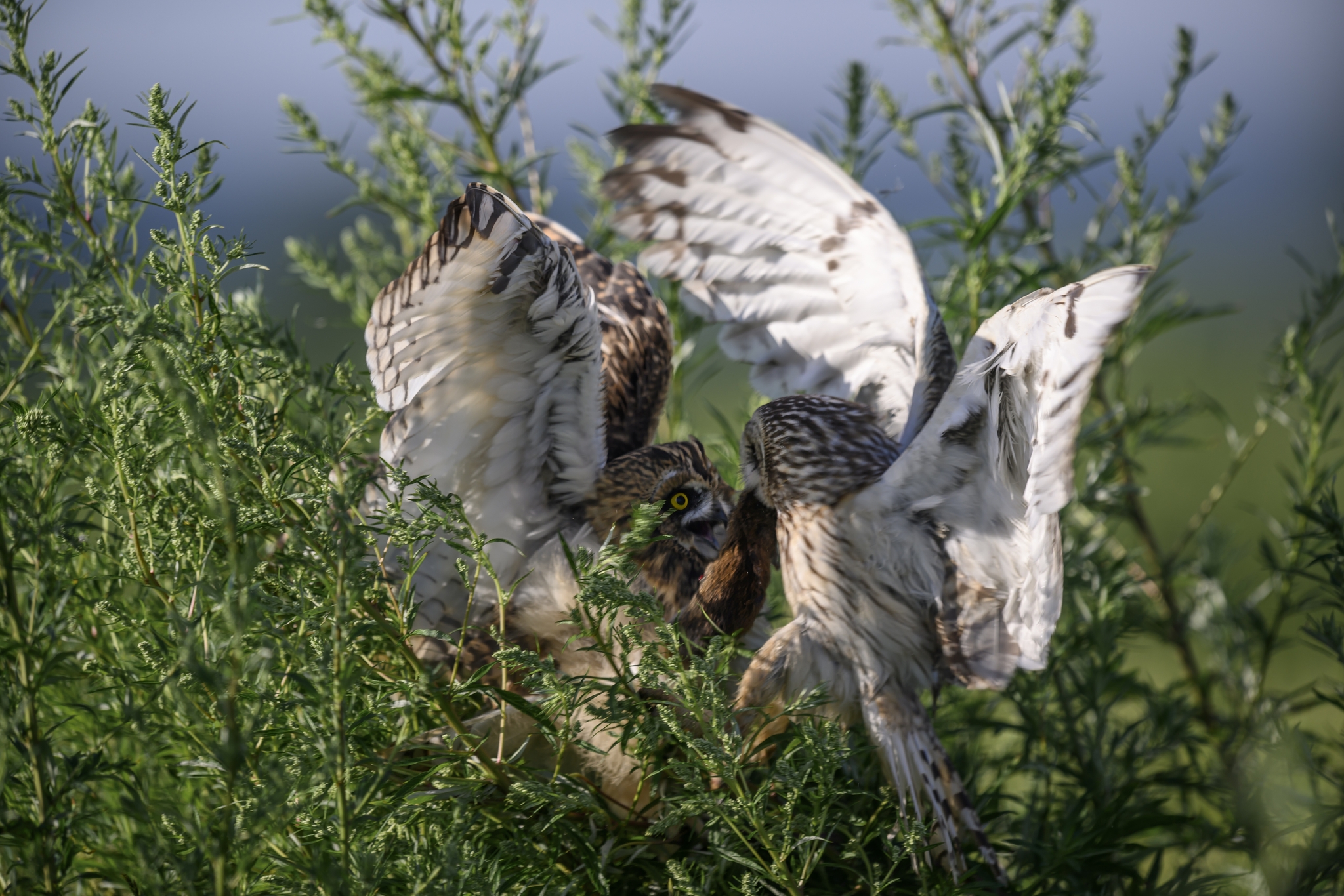 Short-eared owl feeding fledglings - My, The photo, Photo hunting, Birds, Ornithology, Owl, Longpost