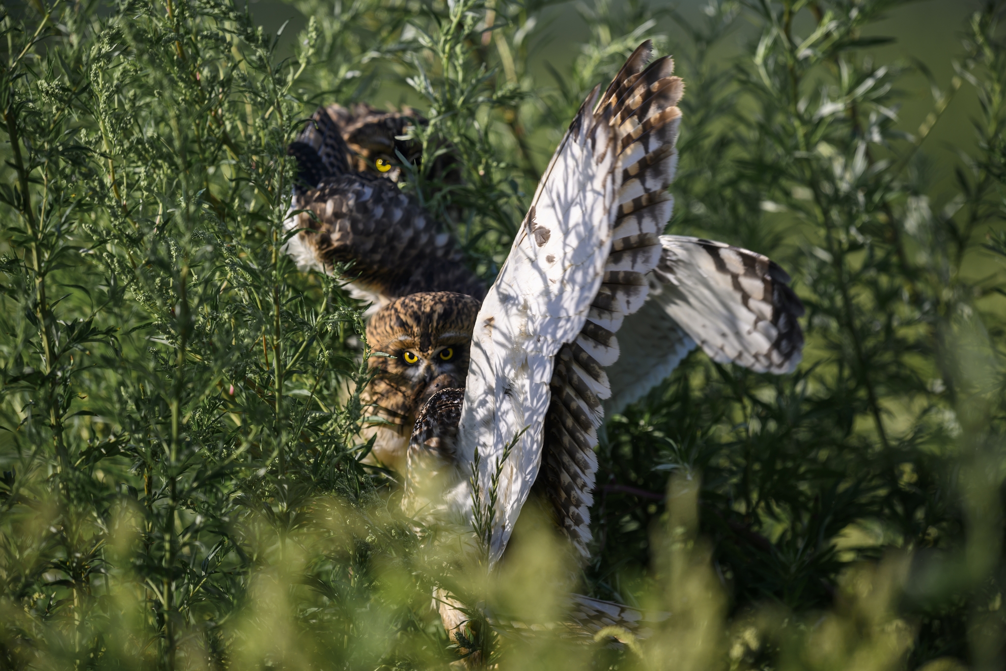 Short-eared owl feeding fledglings - My, The photo, Photo hunting, Birds, Ornithology, Owl, Longpost