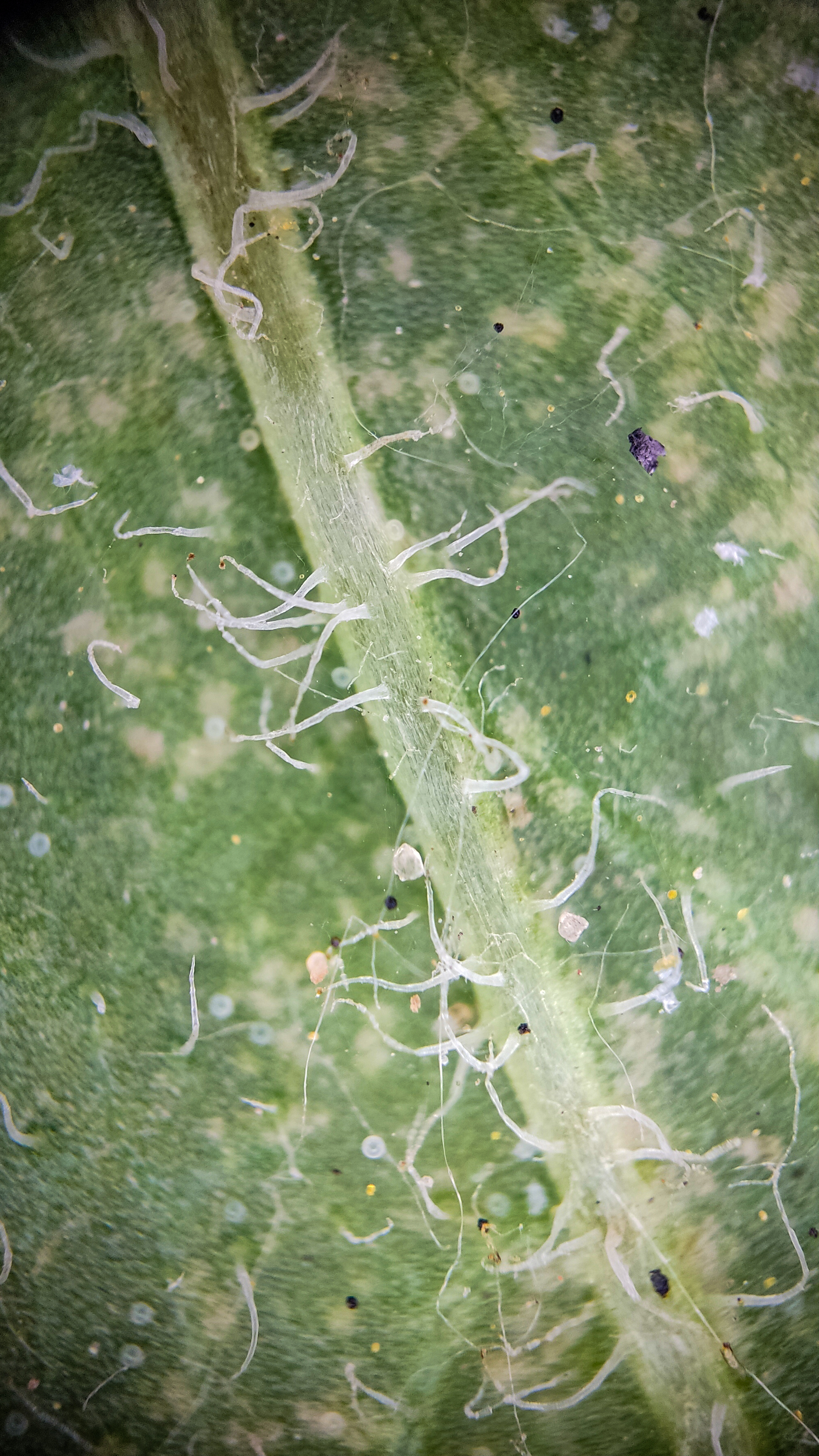 Photo project Let's take a closer look post No. 43. Spider mite - My, Macro photography, Nature, Garden, Insects, Biology, Mite, Microworld, Microfilming, Plants, Bloom, Gardening, In the animal world, Video, Vertical video, Longpost