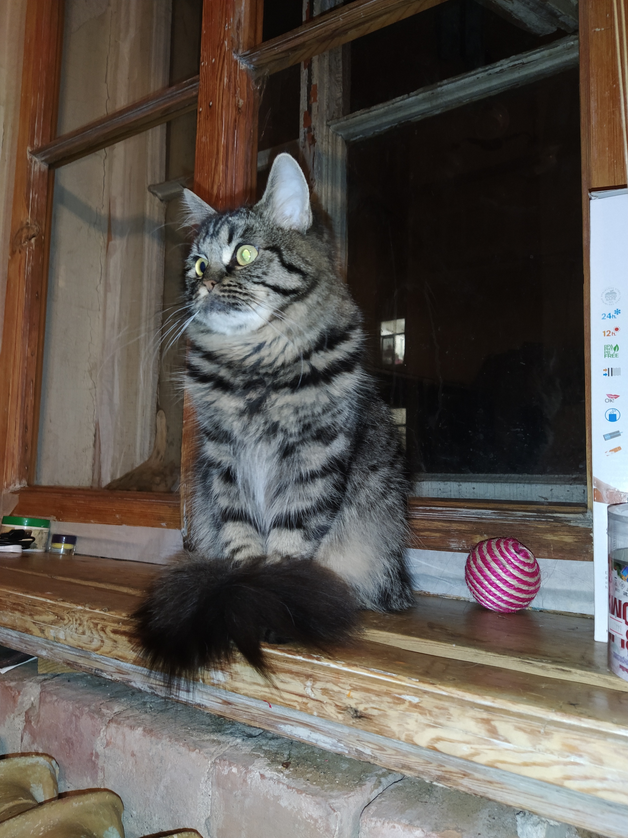 Poohnosaurus. Kolomenskaya front door - My, cat, Small cats, Friend, Longpost