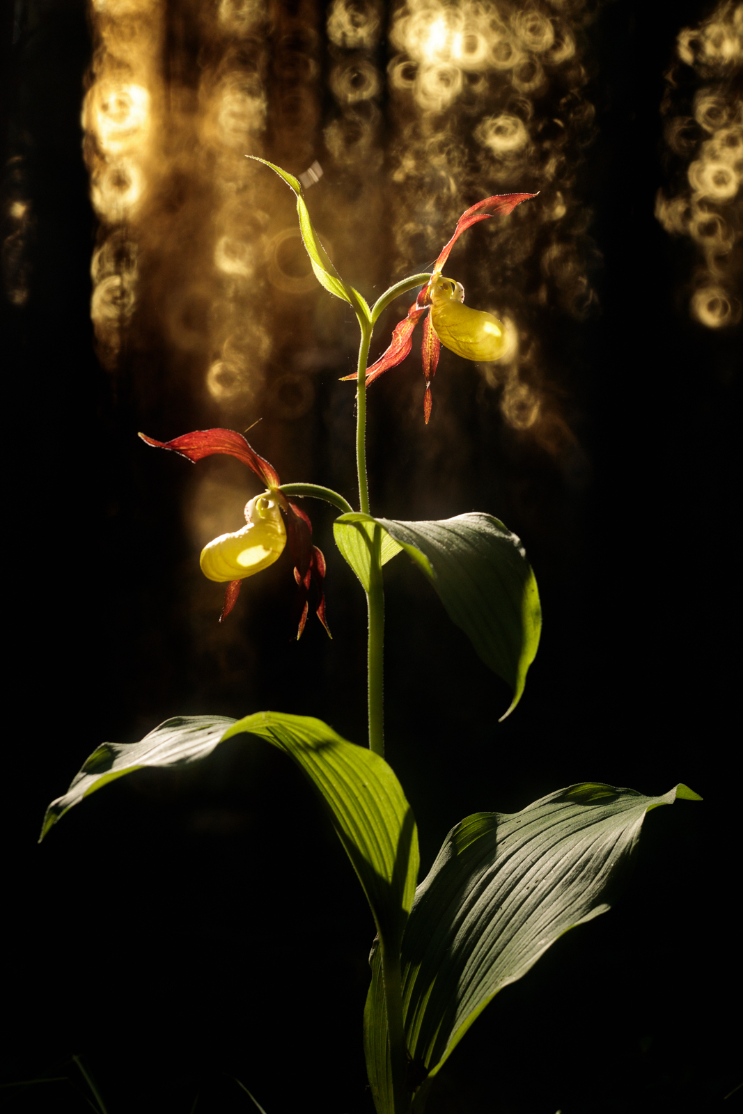 Northern orchid - My, Macro photography, The nature of Russia, Spring, lady's slipper, The photo, Longpost