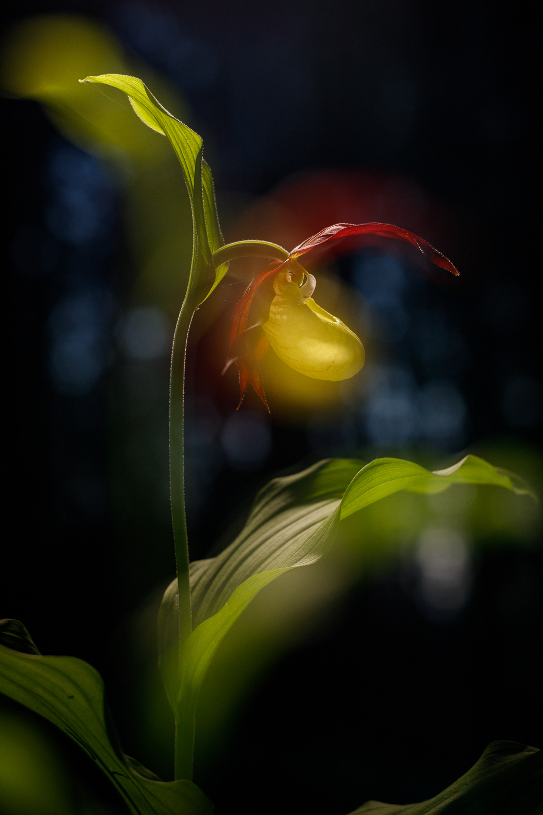 Northern orchid - My, Macro photography, The nature of Russia, Spring, lady's slipper, The photo, Longpost