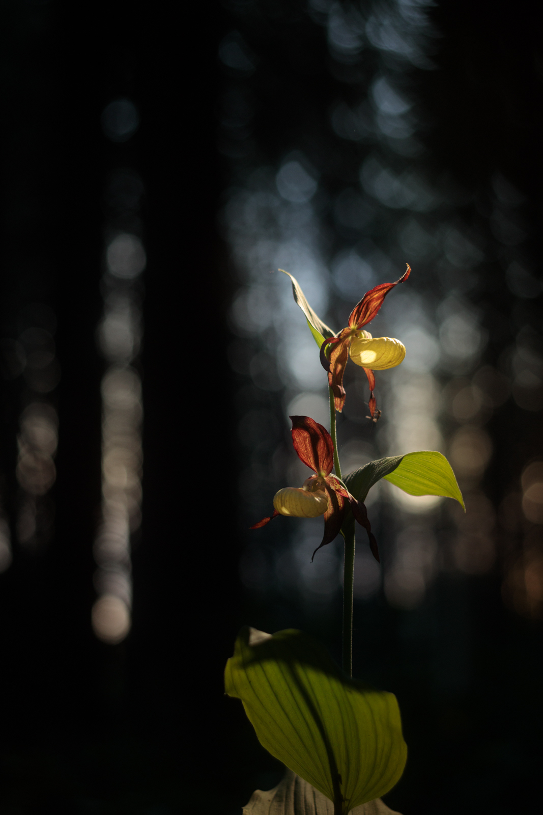 Northern orchid - My, Macro photography, The nature of Russia, Spring, lady's slipper, The photo, Longpost