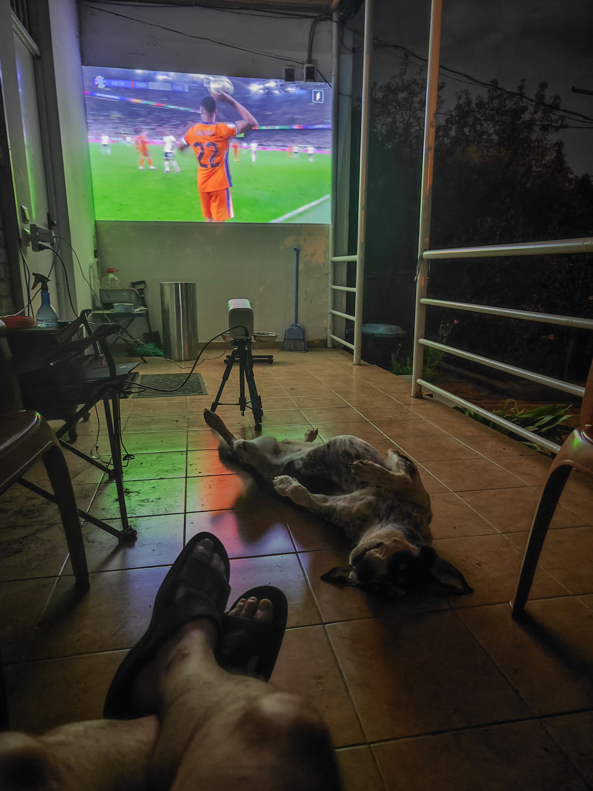 Holland forward! - My, Dog, Relaxation, Europe championship, Football